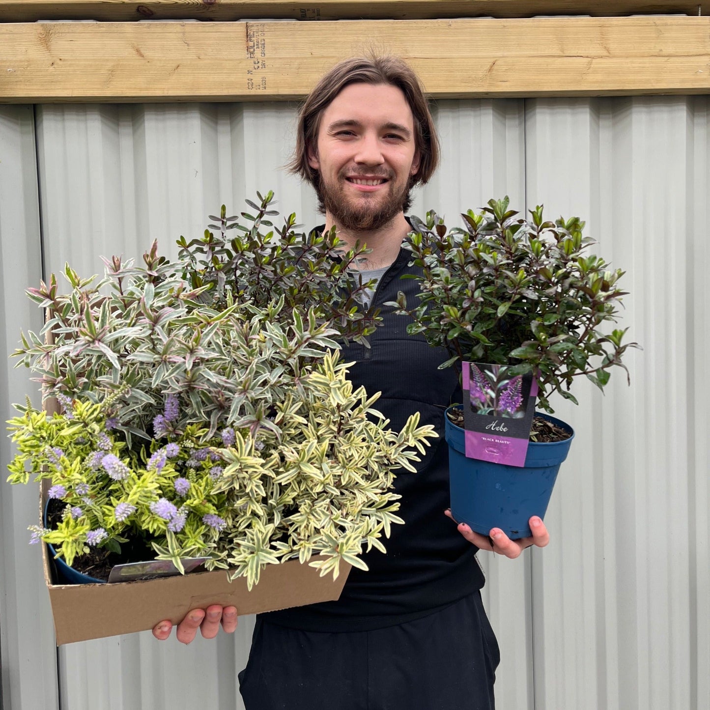 Mix of 3 Hebes (2L Growers Pots)