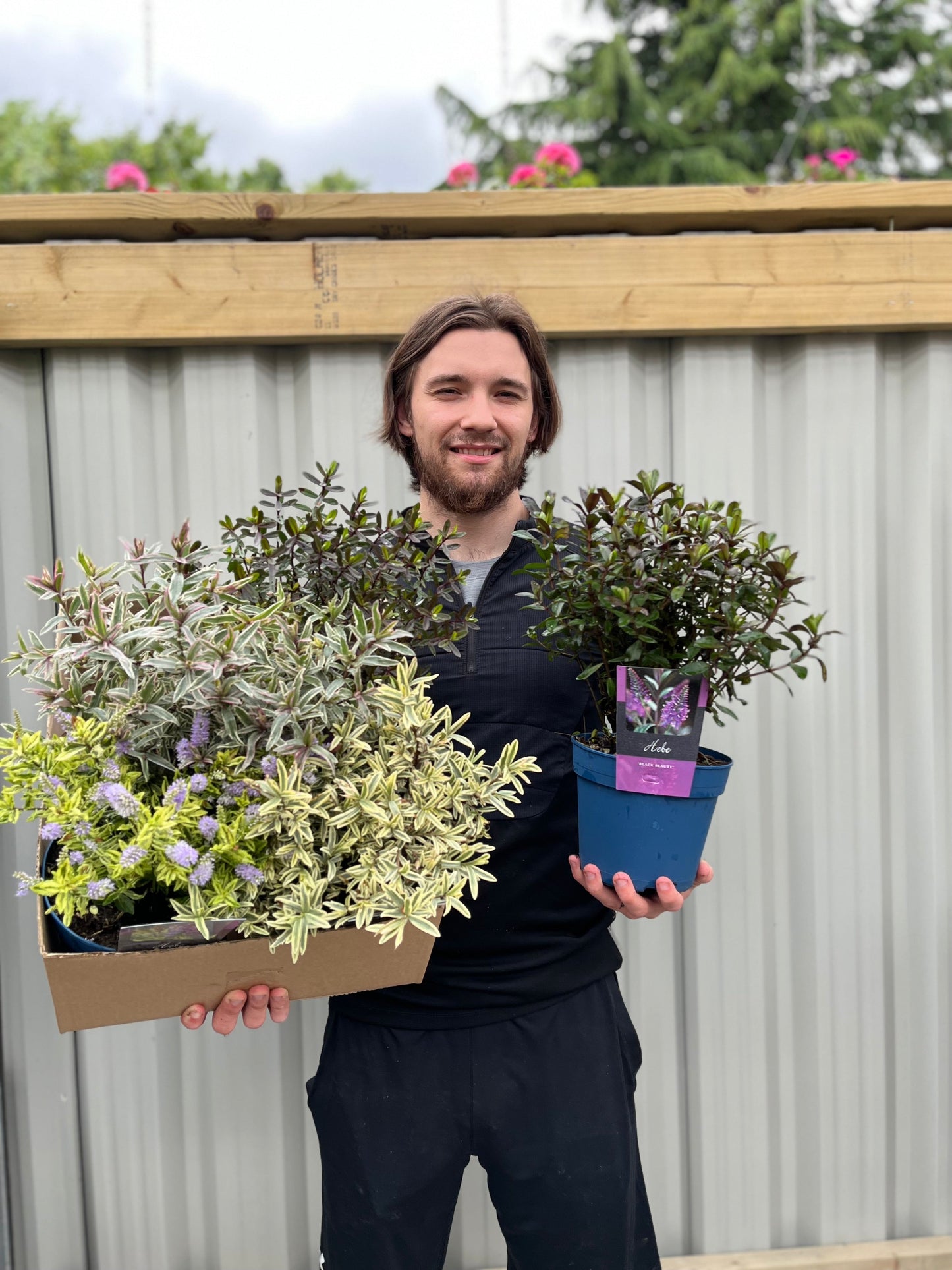 Mix of 3 Hebes (2L Growers Pots)