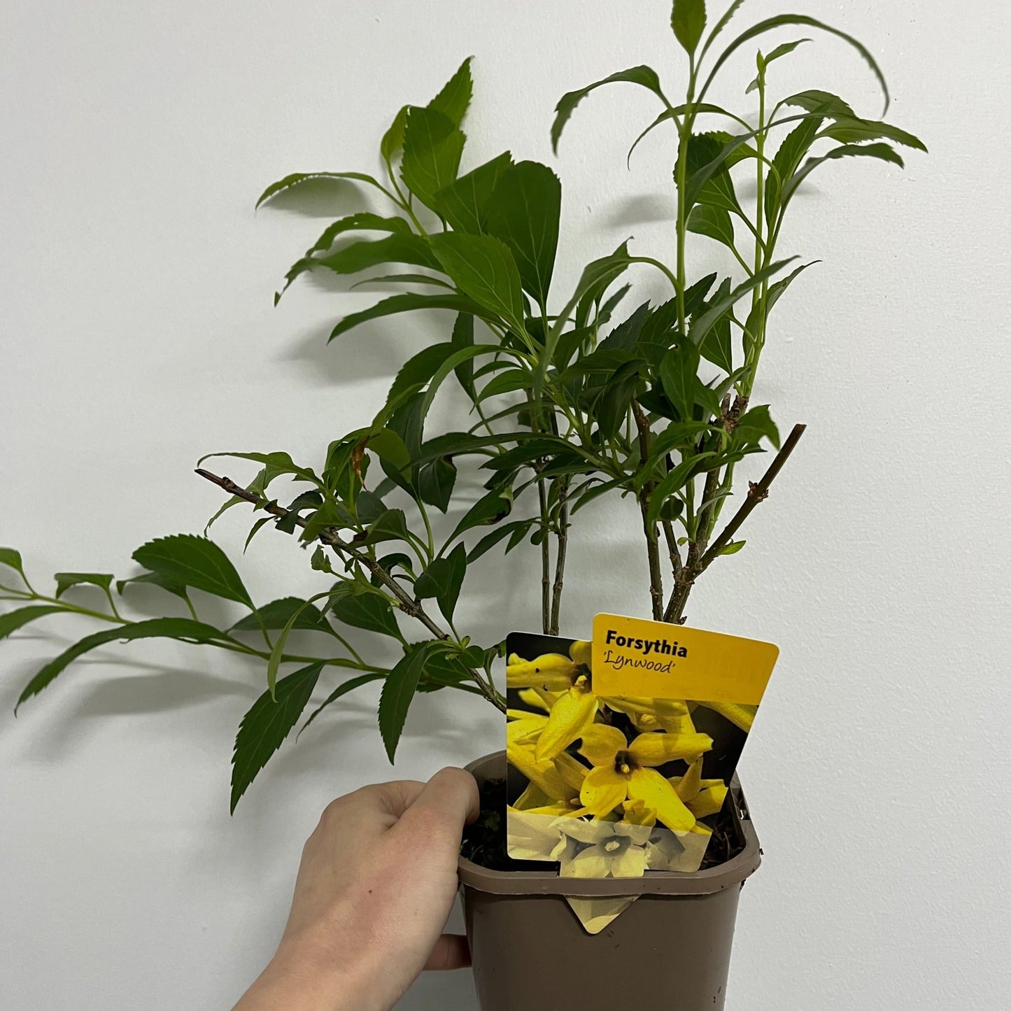 Forsythia x intermedia 'Lynwood' 1L