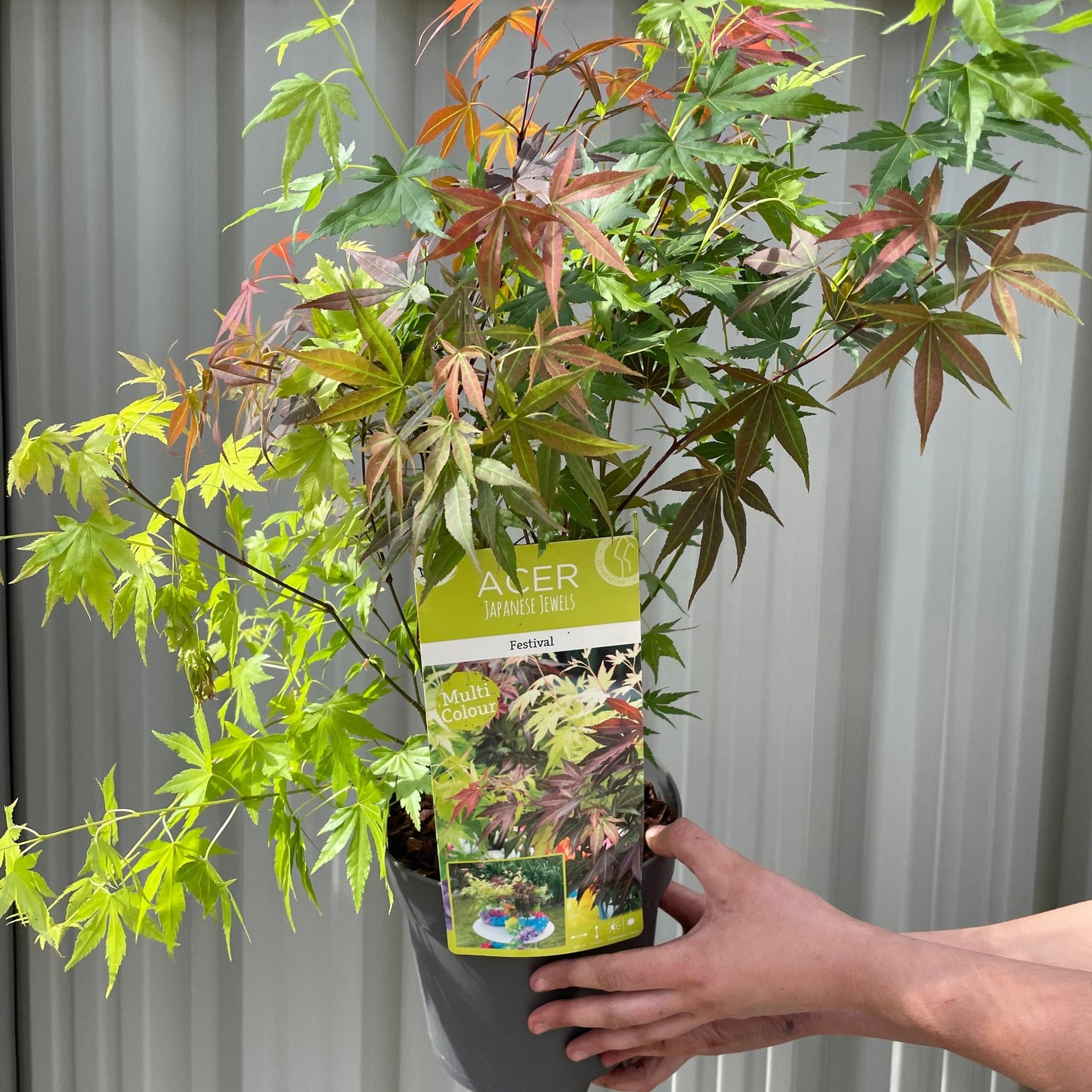 Acer palmatum 'Festival' 3L