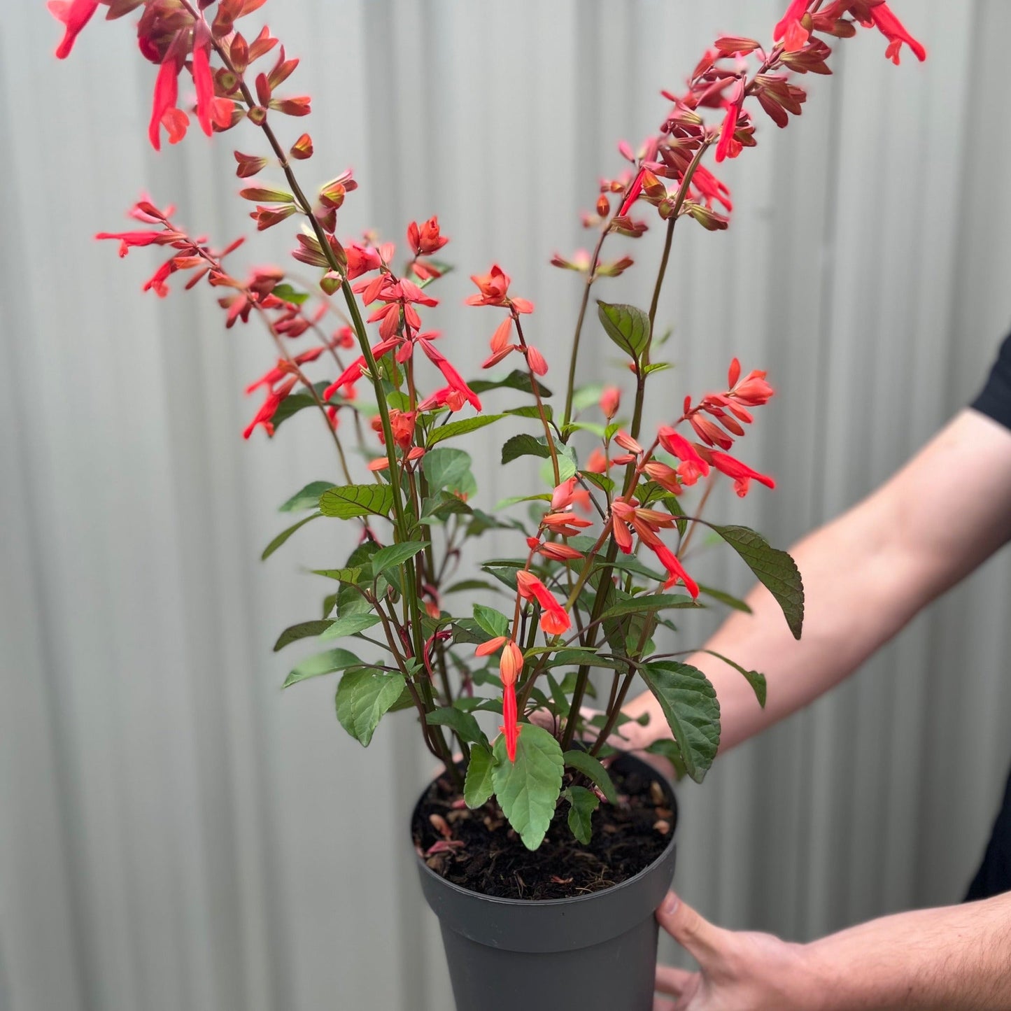 Salvia Salmia Orange2L