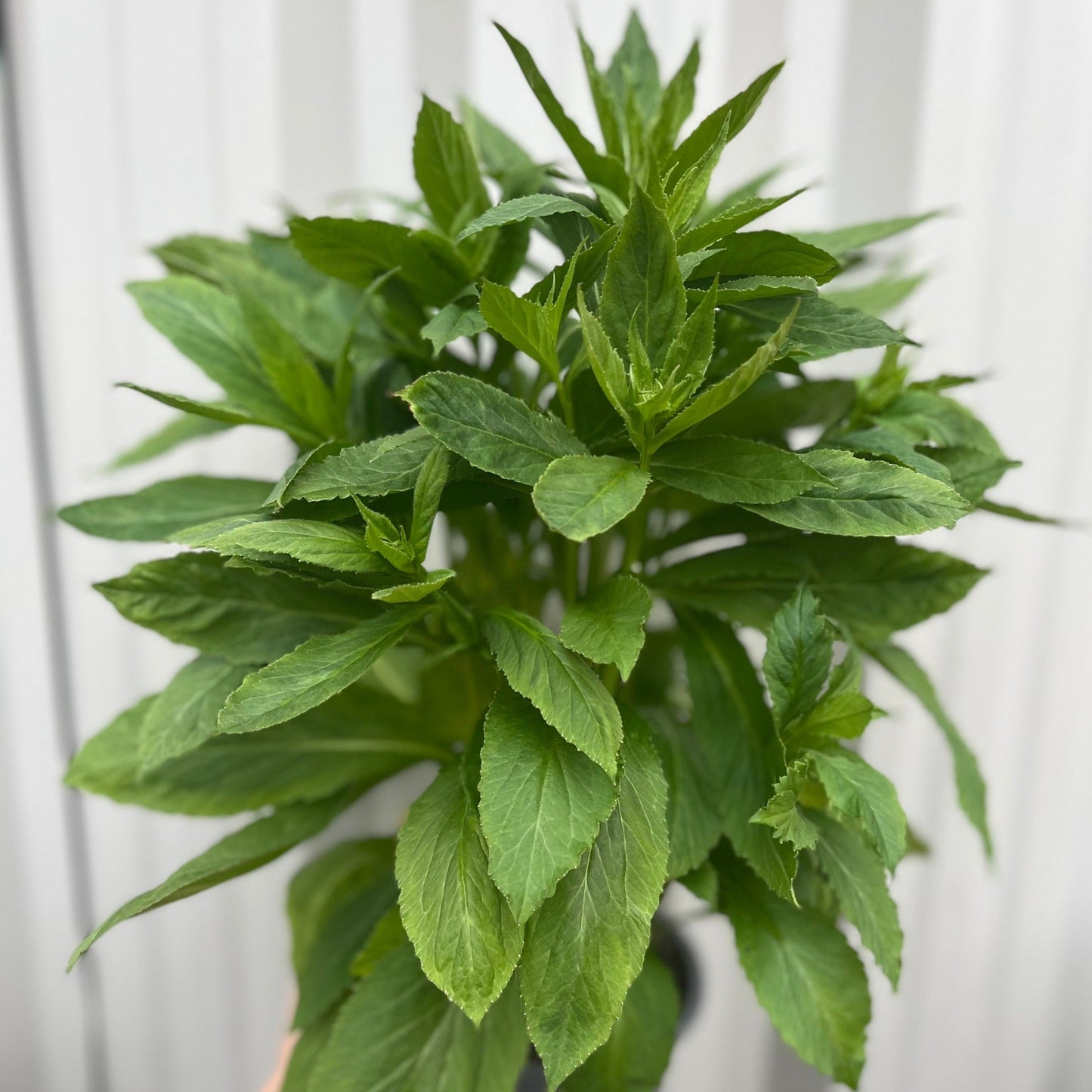 Lobelia Ã— speciosa 'Fan Blue' 1.5L