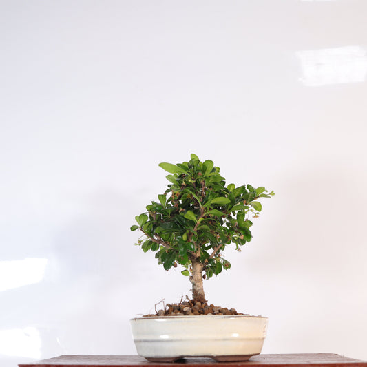 Fukien Tea Tree (Carmona Retusa) Bonsai Tree | Broom | In 16cm Pot | Perfect Gift