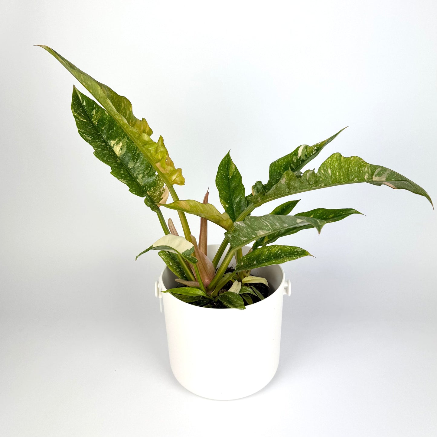 Philodendron Ring Of Fire 12cm Pot Size Houseplant