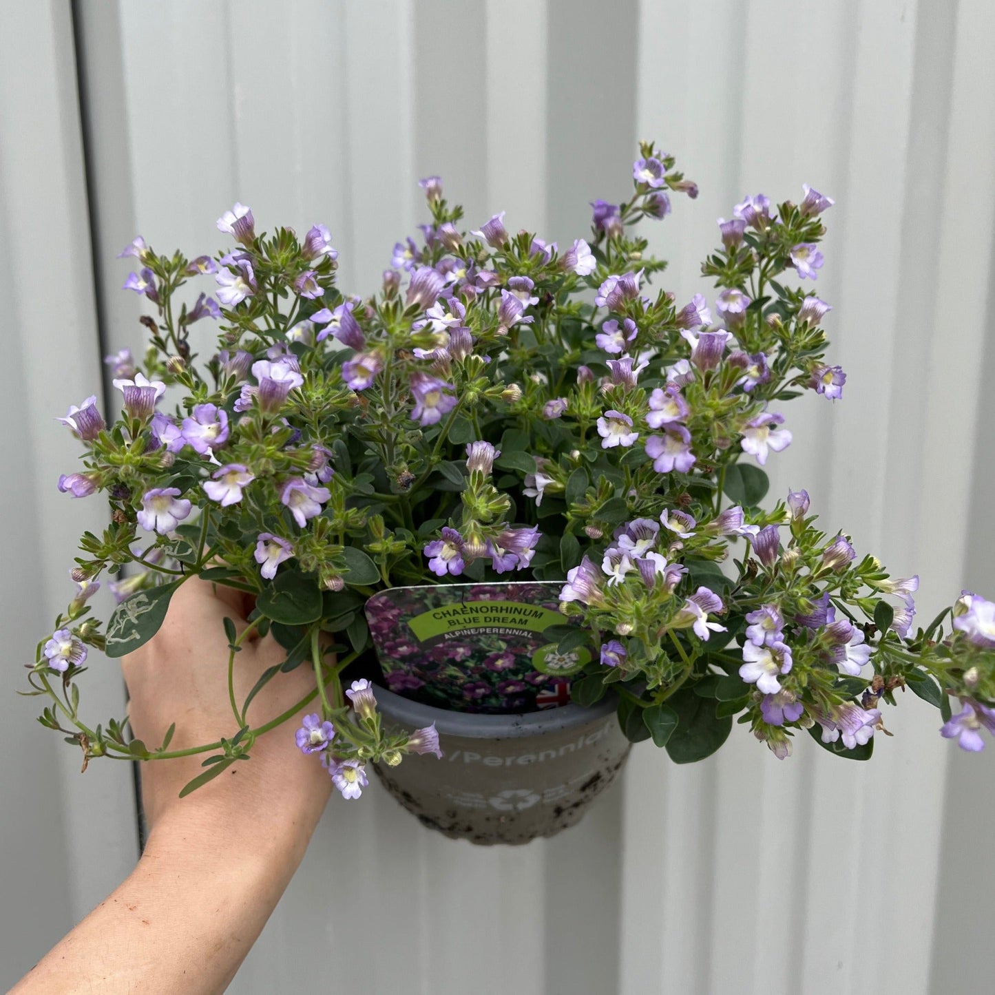 Chaenorhinum origanifolium €˜Blue Dream€™ 1.5L