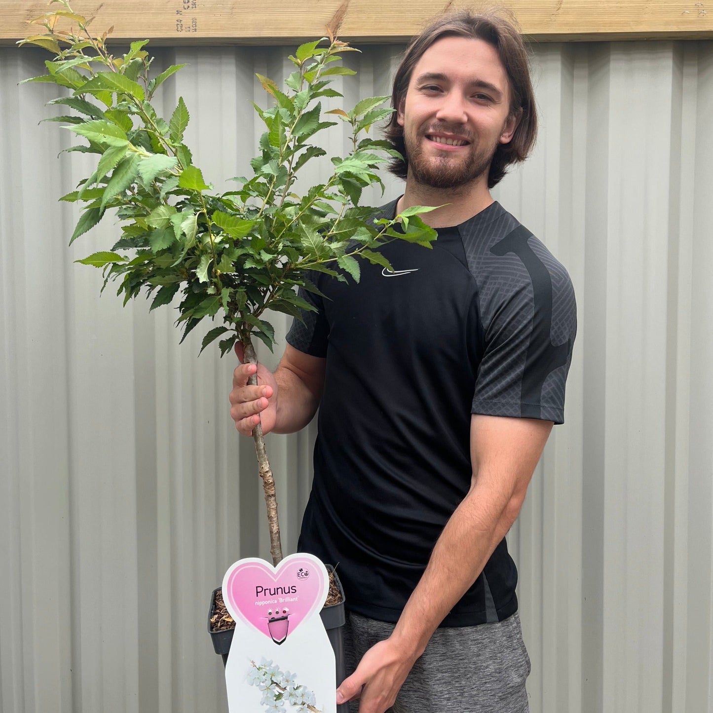 Ornamental Flowering Cherry Blossom Dwarf Tree -  Nipponica âBrilliant'