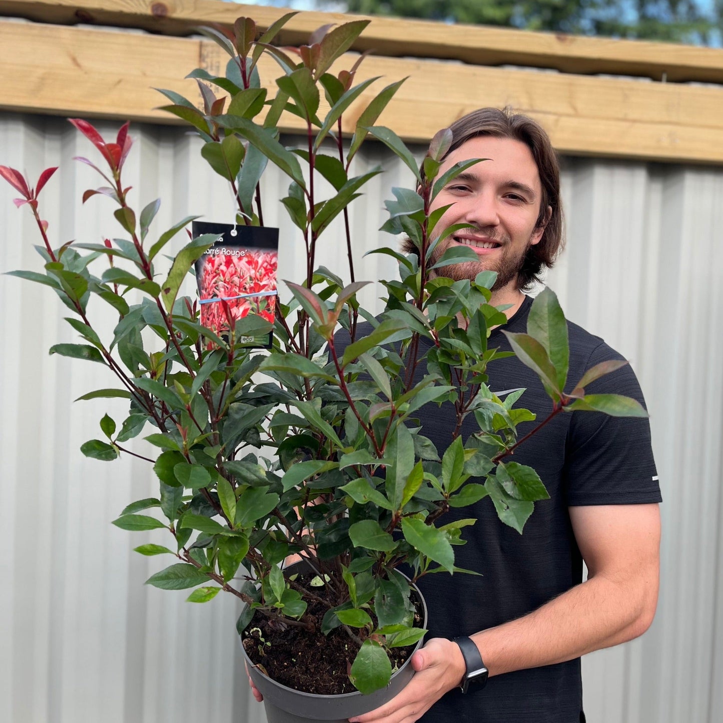 Photinia 'Carre Rouge' 80-90cm (5L)