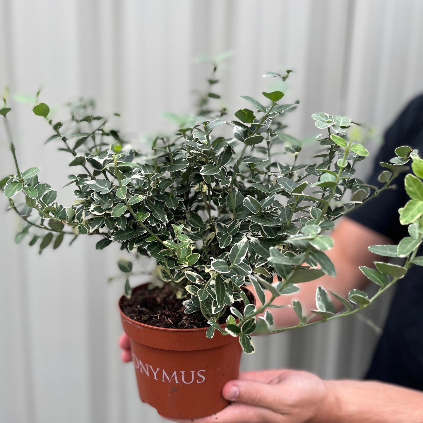 Euonymus fortunei €˜Emerald Gaiety€™ 1L / 5L