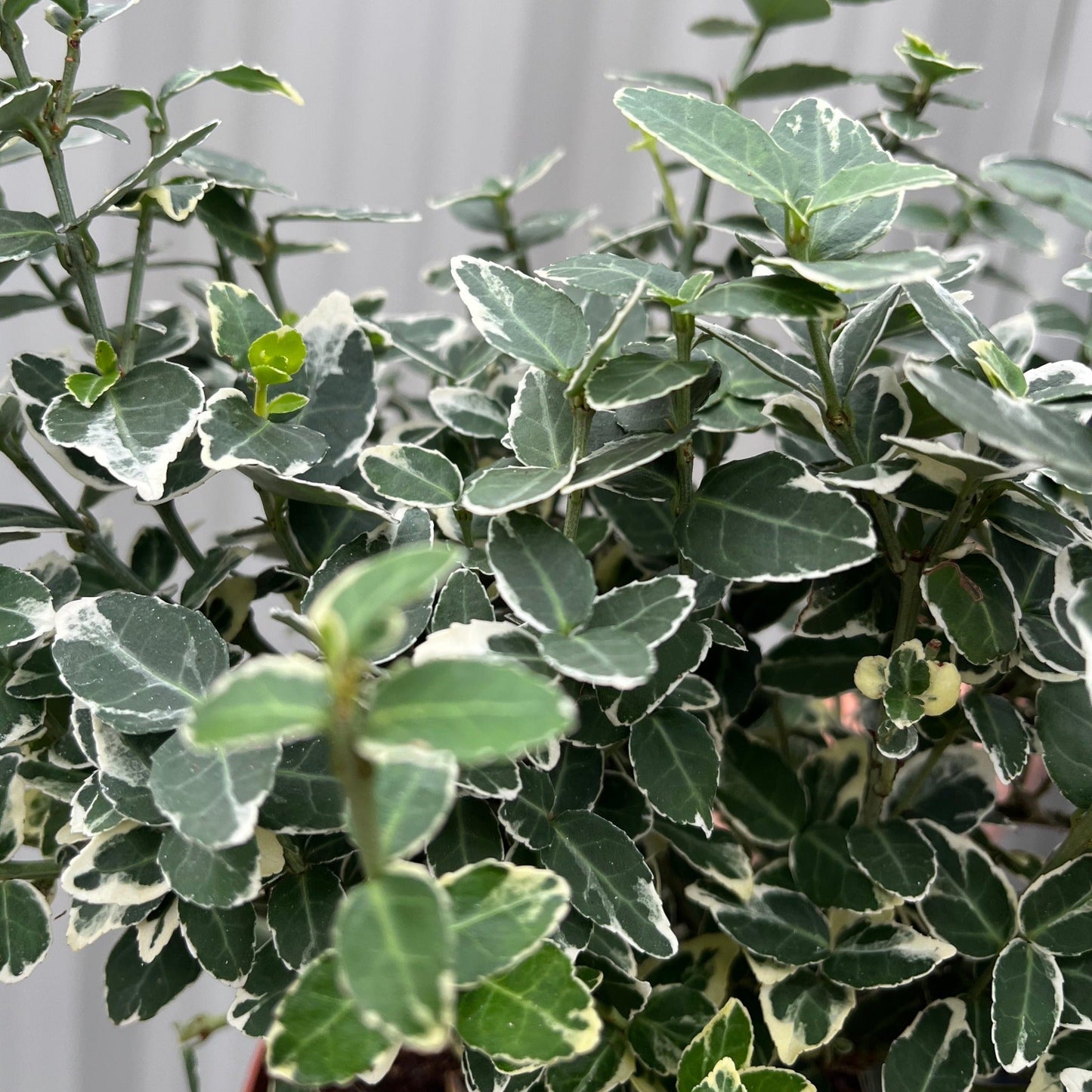 Euonymus fortunei €˜Emerald Gaiety€™ 1L / 5L