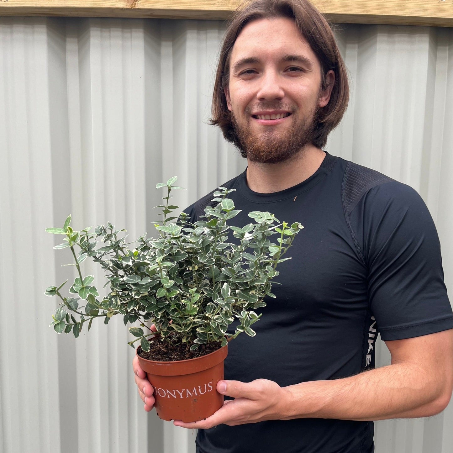 Euonymus fortunei €˜Emerald Gaiety€™ 1L / 5L