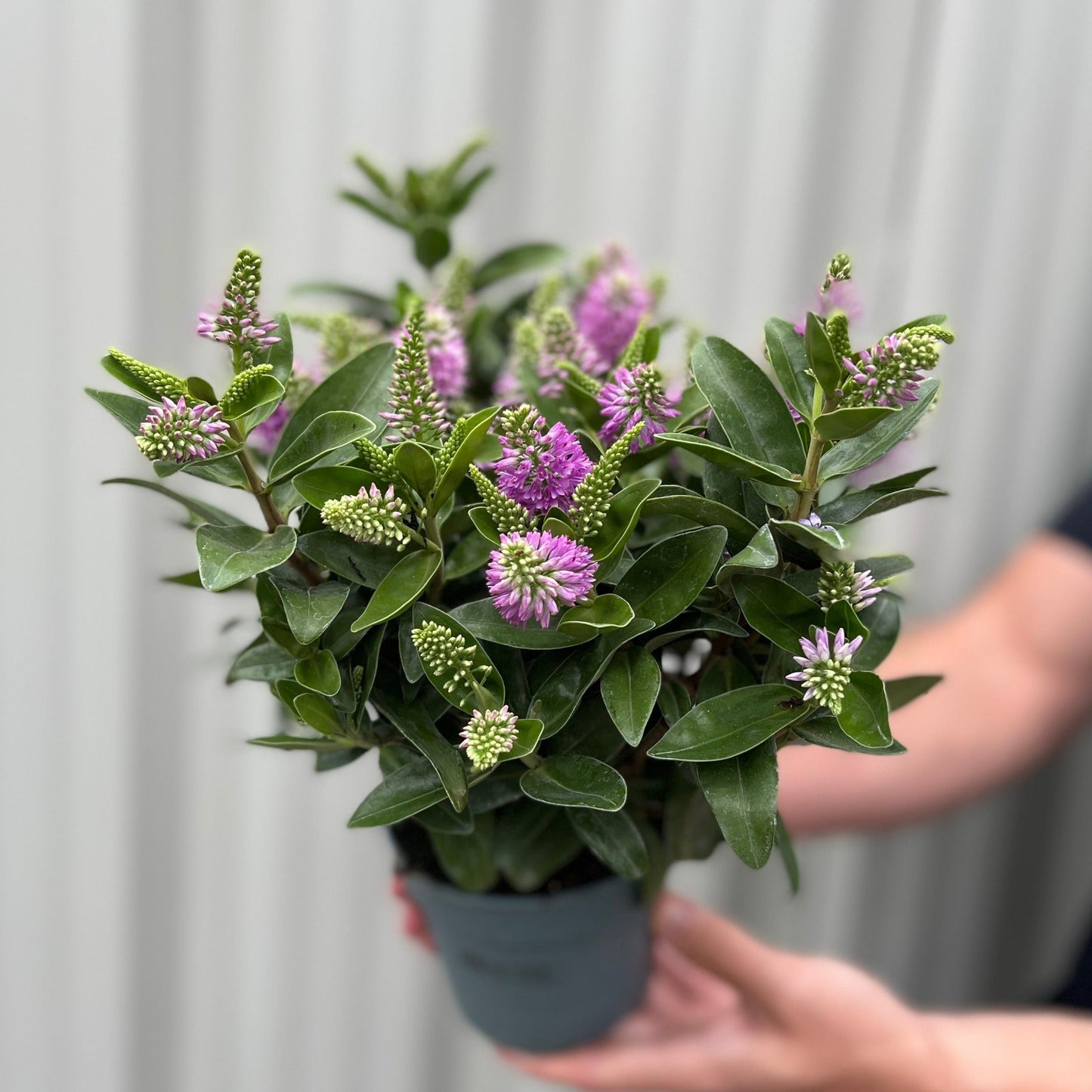 Hebe addenda 'Donna Emma' (Pink/Purple)