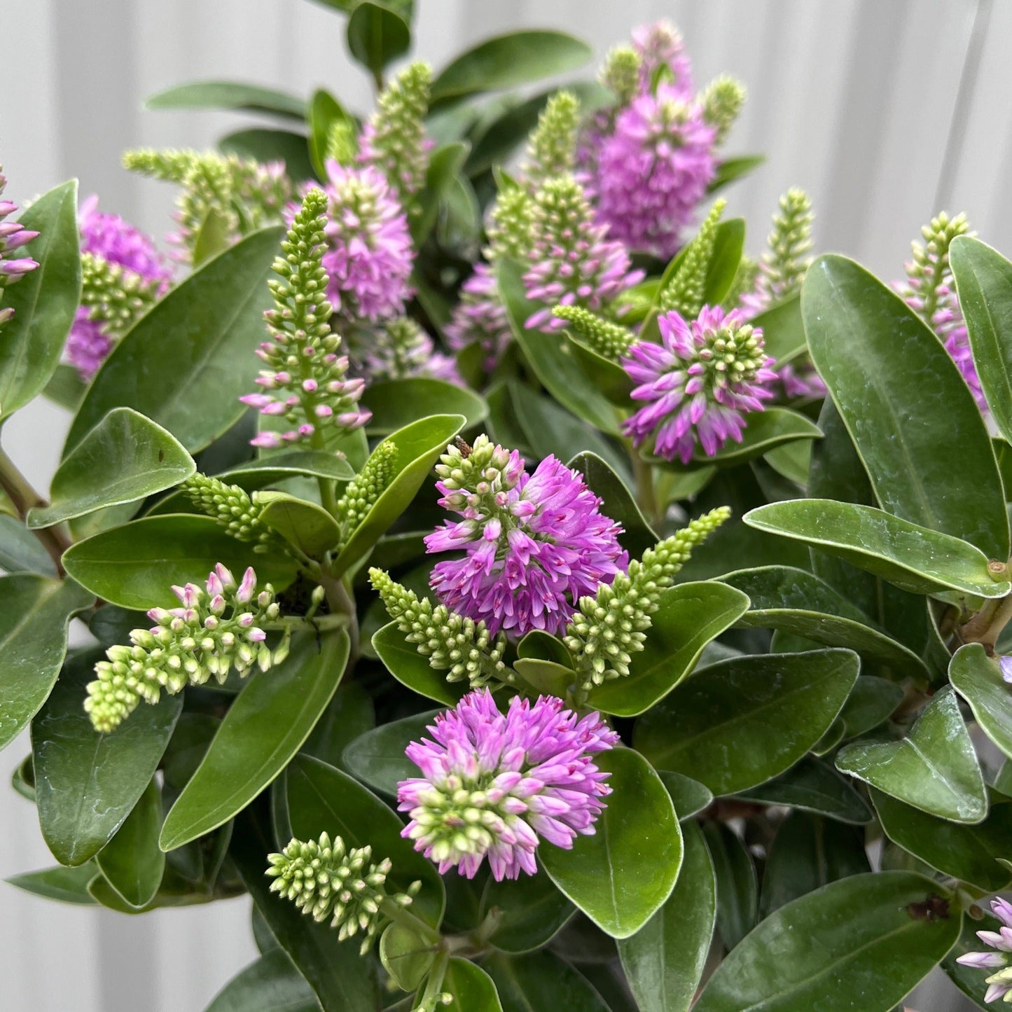 Hebe addenda 'Donna Emma' (Pink/Purple)