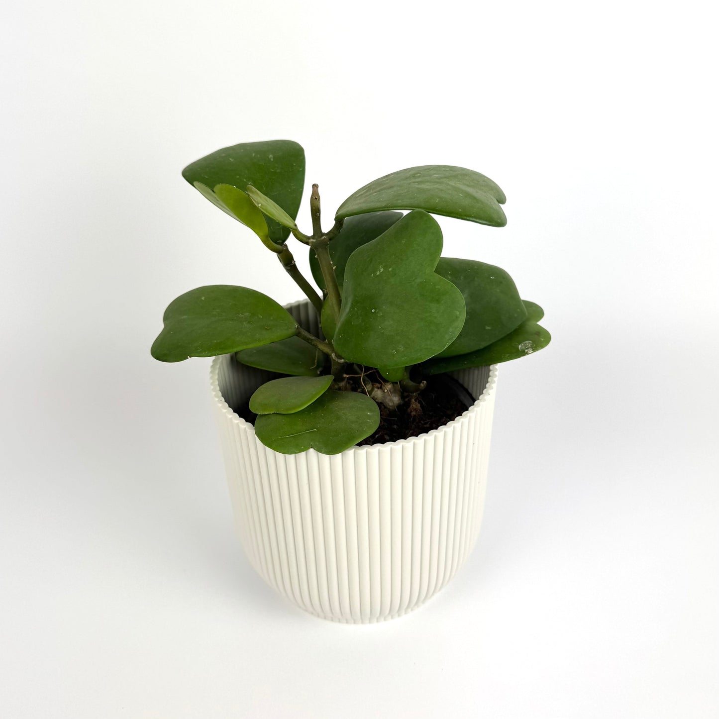 Hoya Keri Green Houseplant 12cm Potsize Houseplant