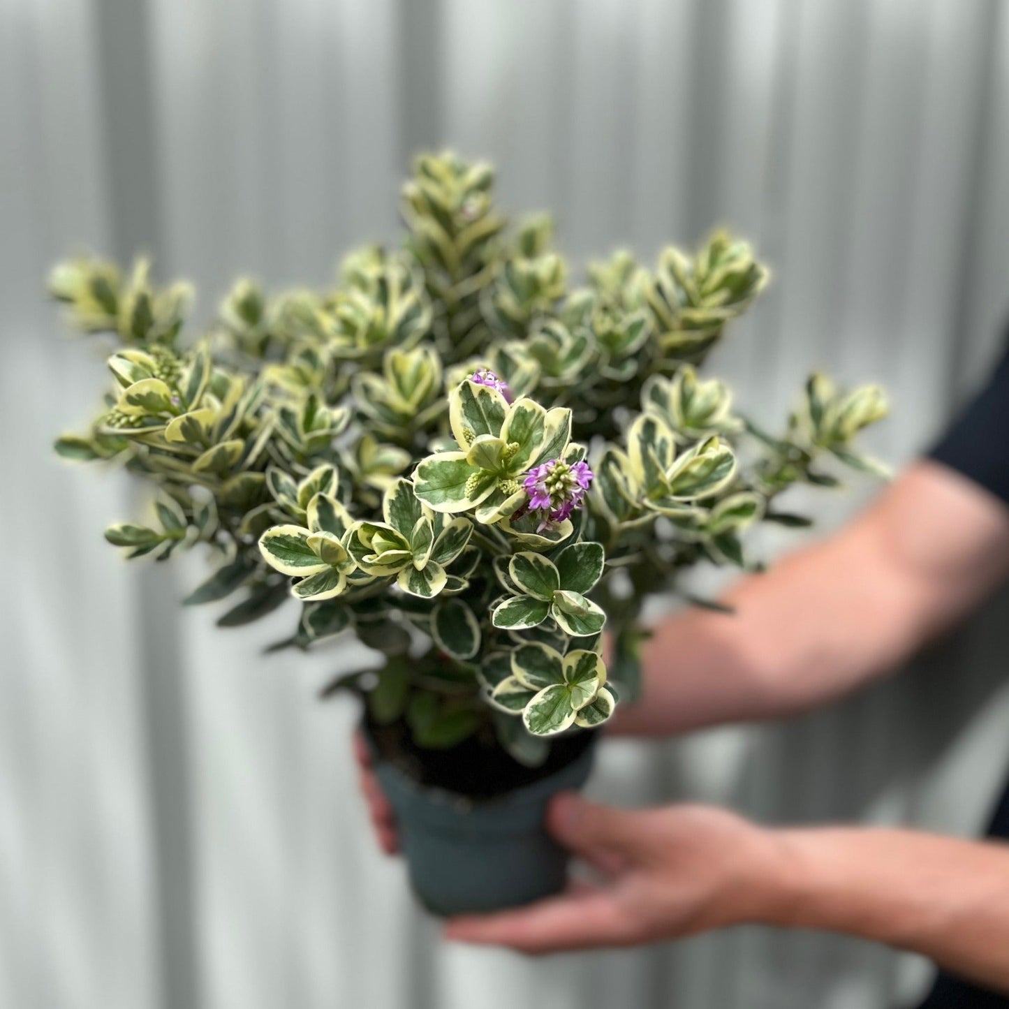 Variegated Hebe andersonii Katrina 1L/5L