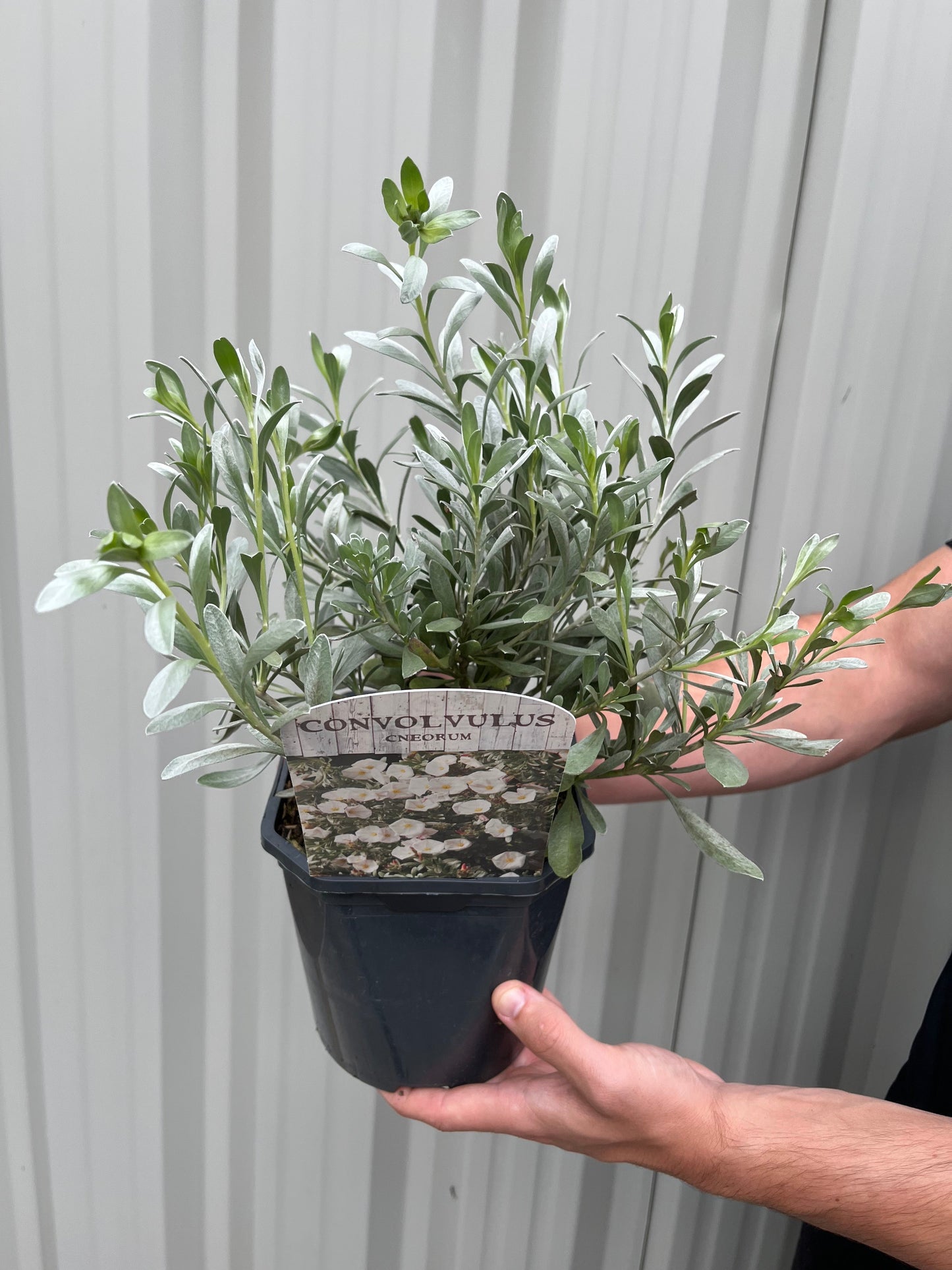 Convolvus cneorum (Silverbush) 9cm/2L/3L