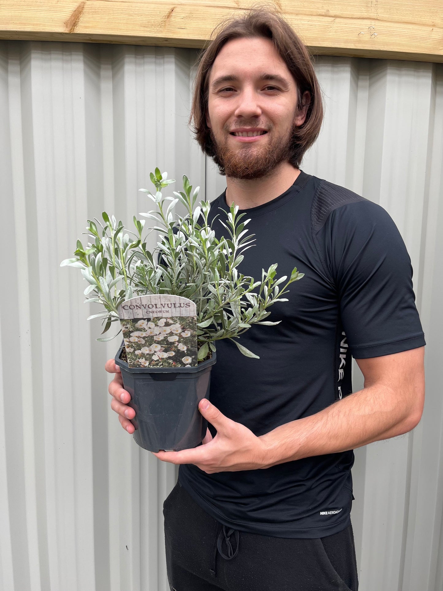 Convolvus cneorum (Silverbush) 9cm/2L/3L