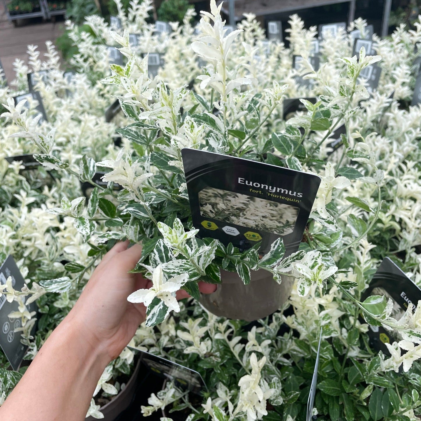 Euonymus fortunei 'Harlequin' 9cm / 13cm