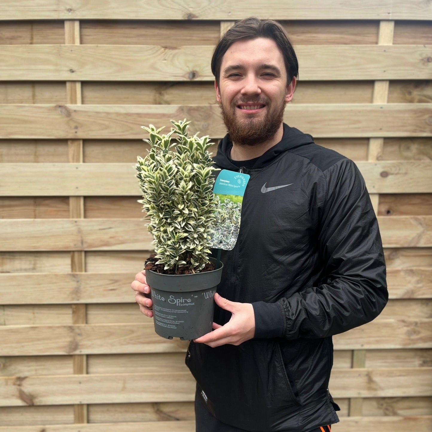 Euonymus japonicus 'White Spire' 9cm-5L.