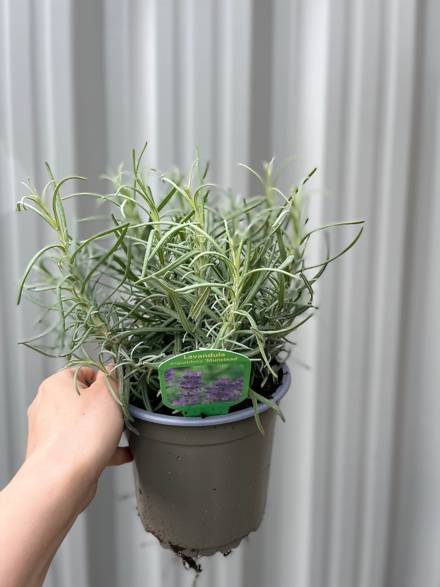 Lavender angustifolia 'Munstead' 9cm/1.5L