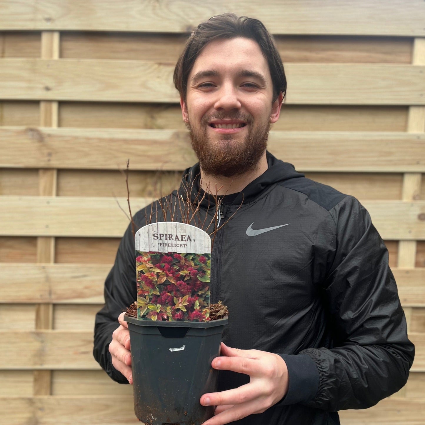 Spiraea japonica 'Firelight' 1L / 2L
