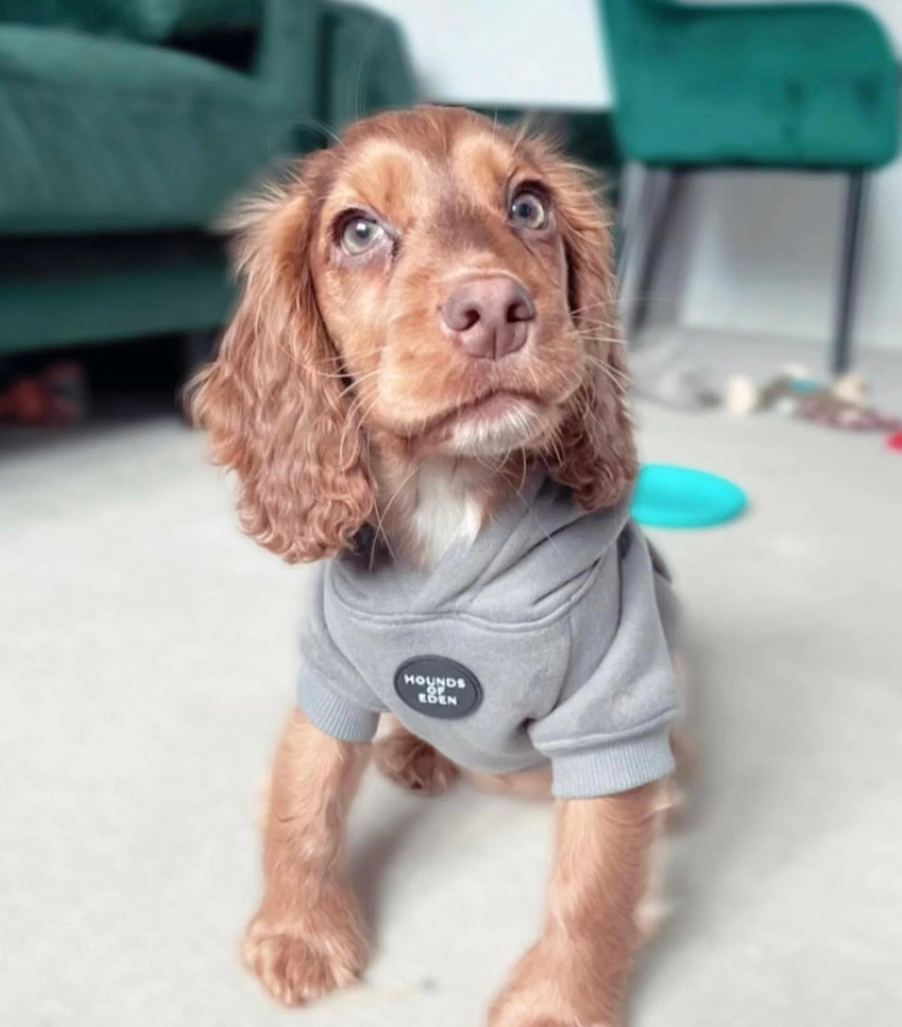 Dog Hoodie - Olive Green
