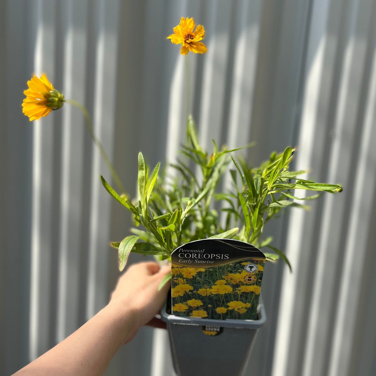 Coreopsis grandiflora 'Early Sunrise'