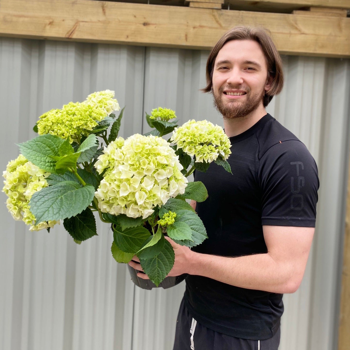 Hydrangea macrophylla 'White Ball'