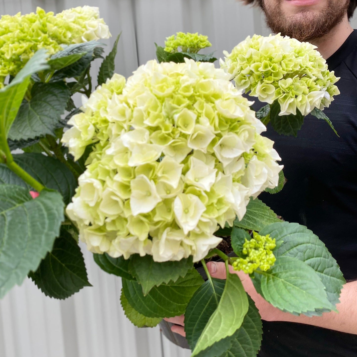 Hydrangea macrophylla 'White Ball'