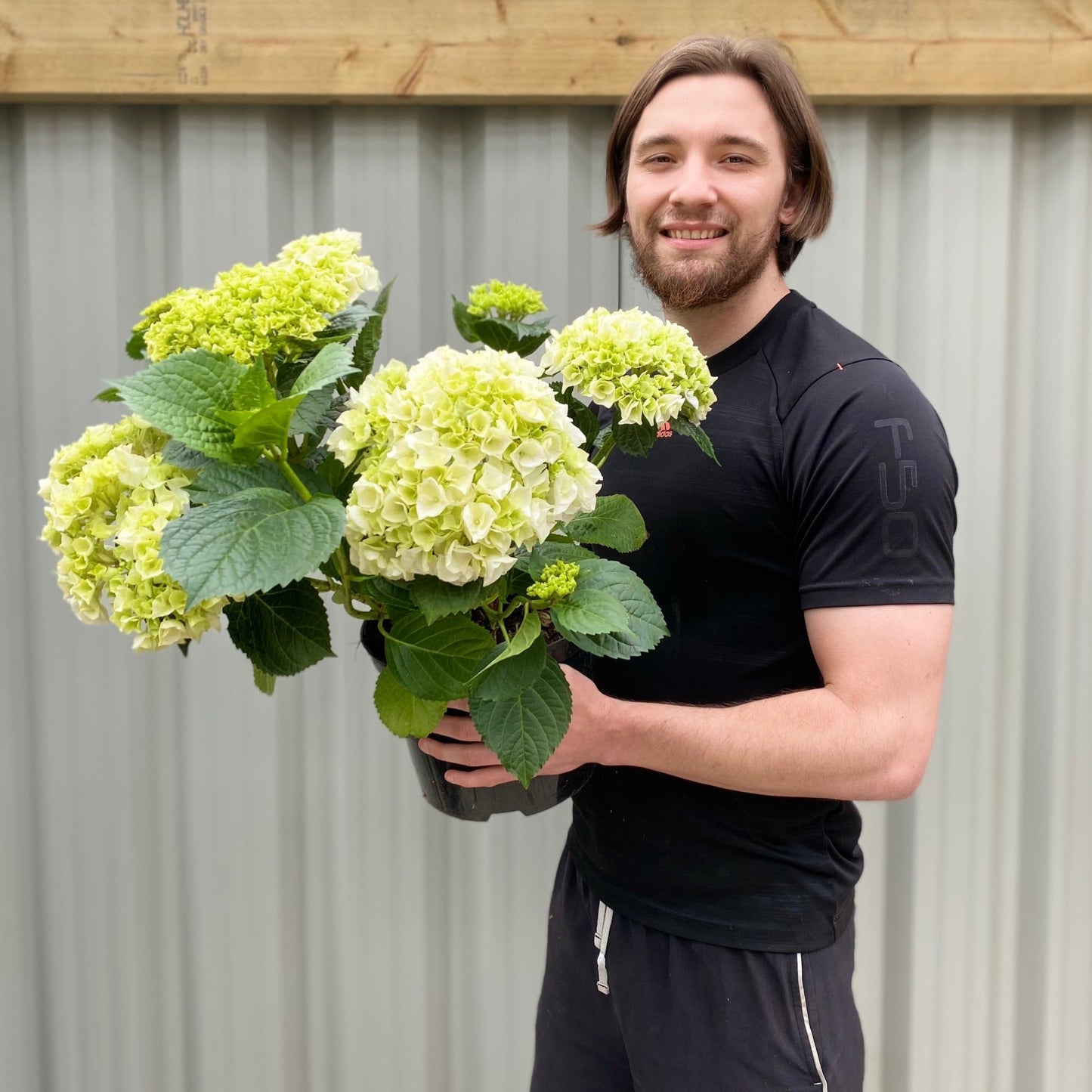 Hydrangea macrophylla 'White Ball'