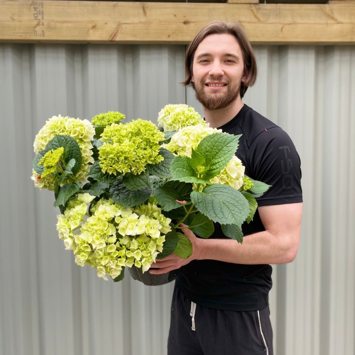 Hydrangea macrophylla 'White Ball'