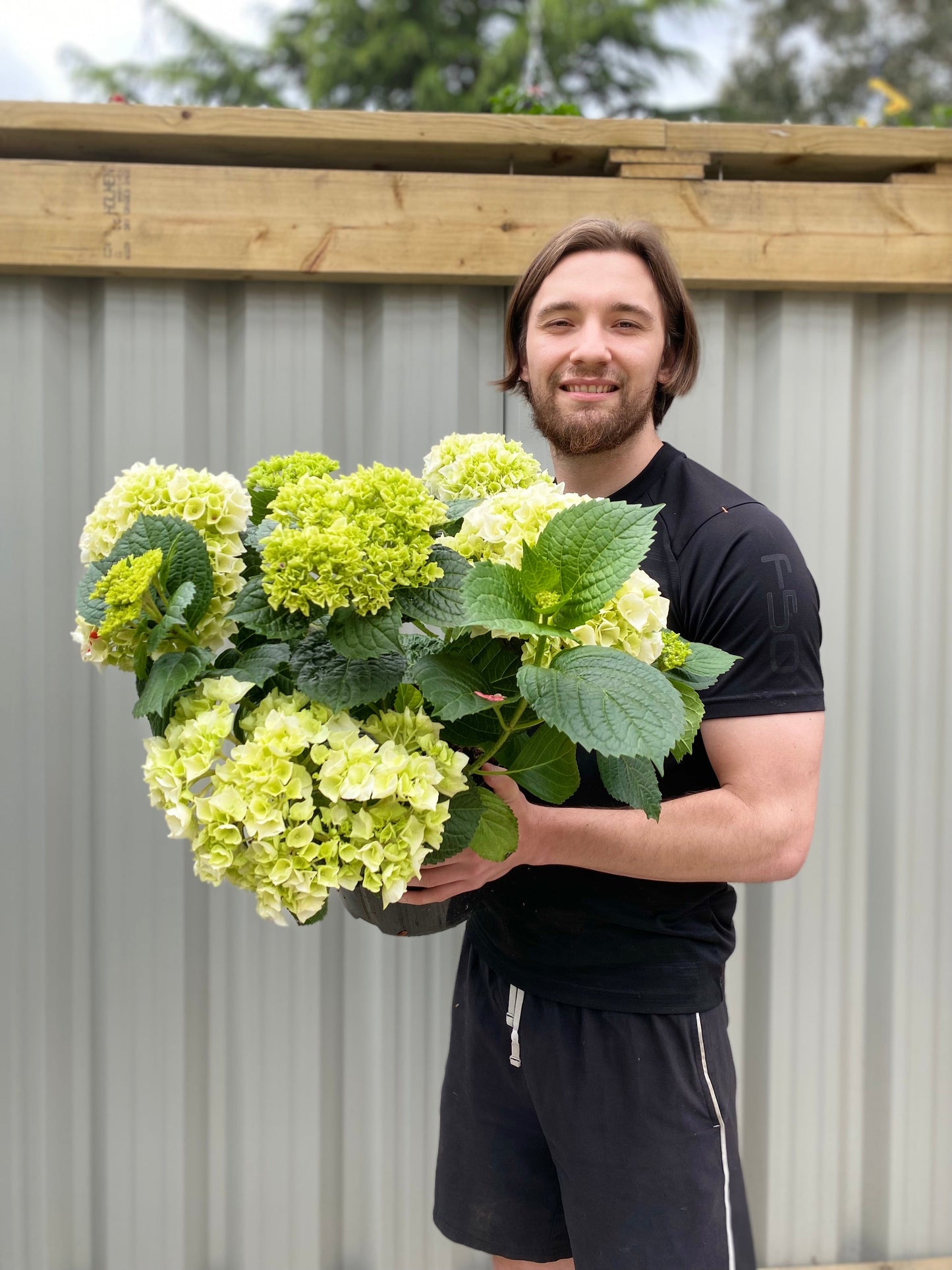 Hydrangea macrophylla 'White Ball'