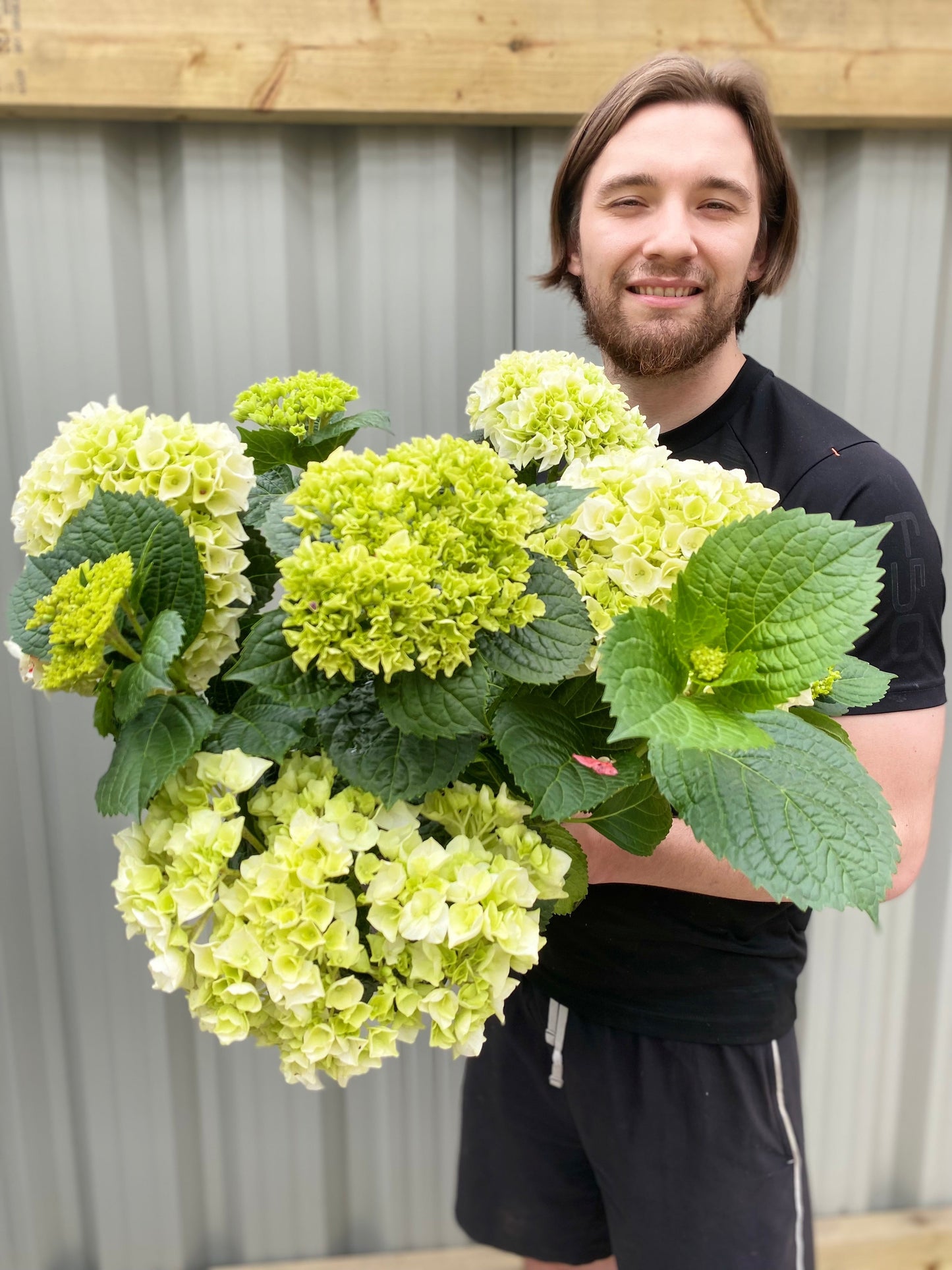 Hydrangea macrophylla 'White Ball'