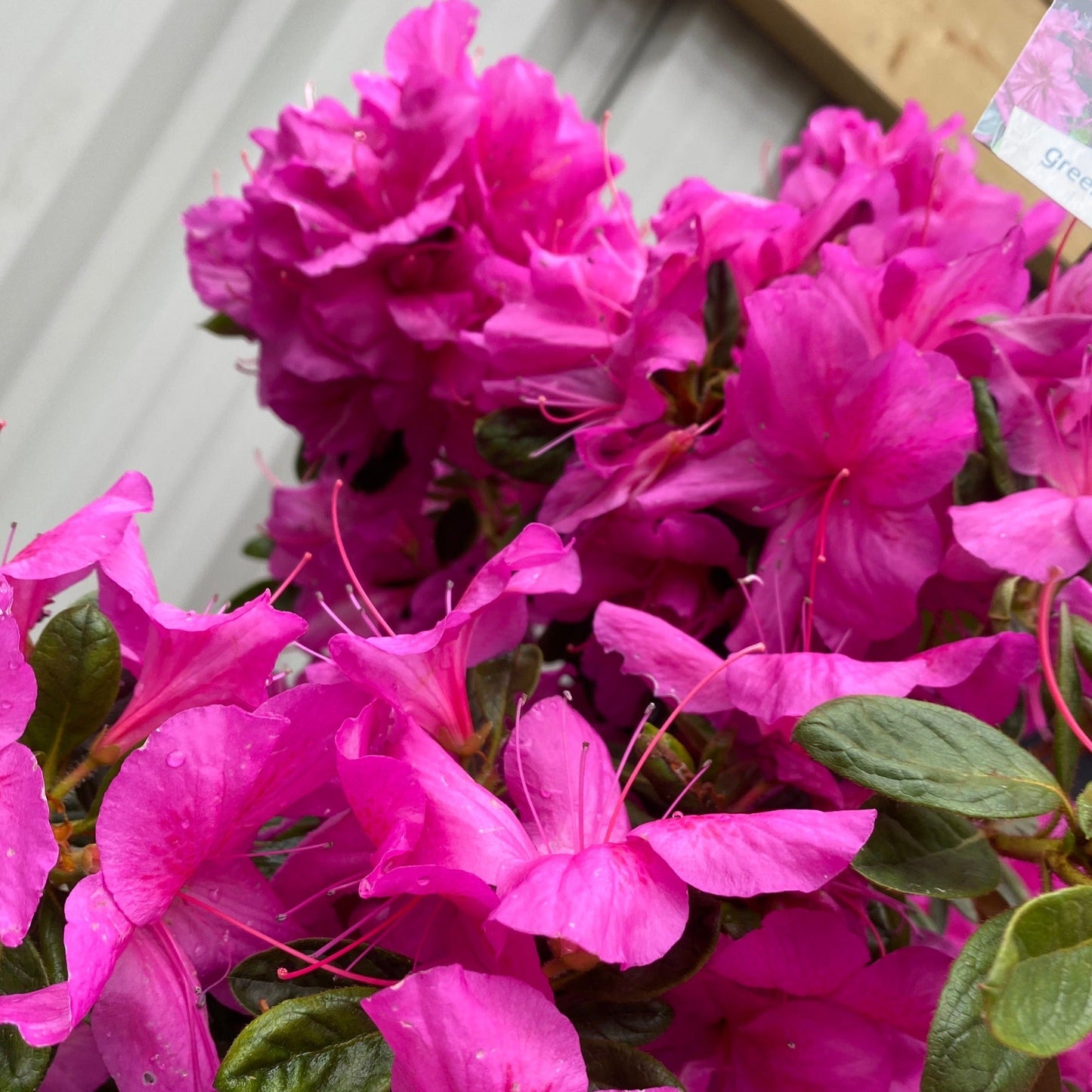 Azalea 'Koningstein' 3L