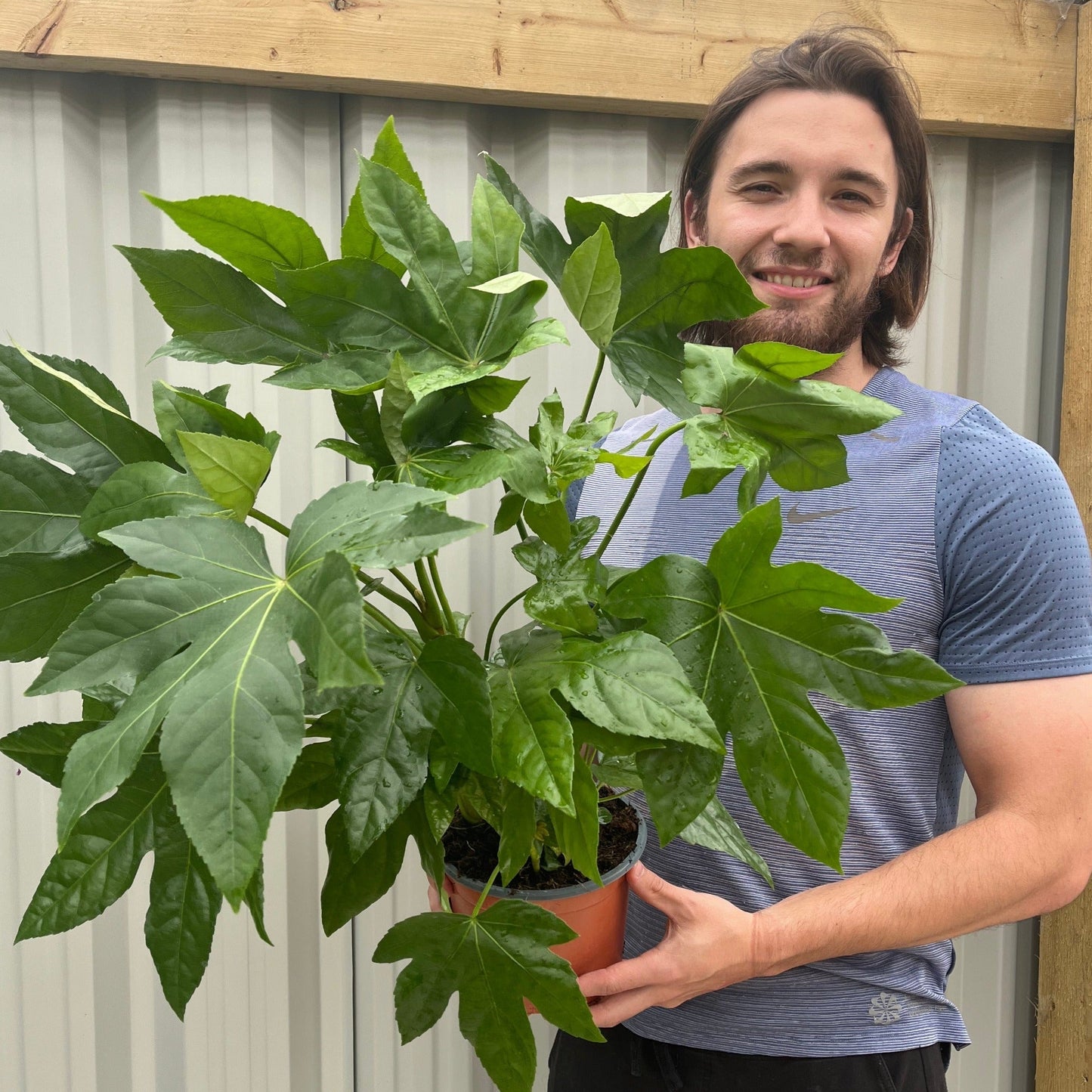 Fatsia japonica 9cm-5L