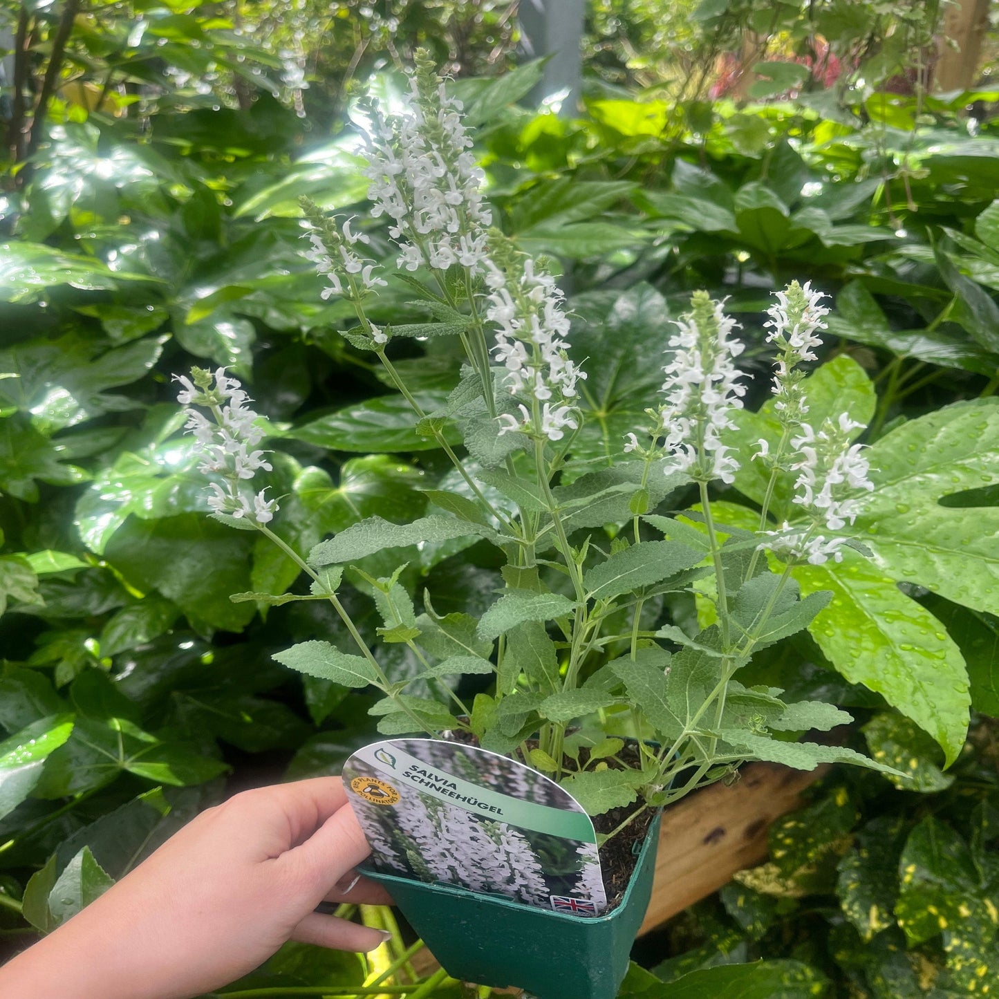 Salvia SchneehÃ¼gel (9cm Pot)