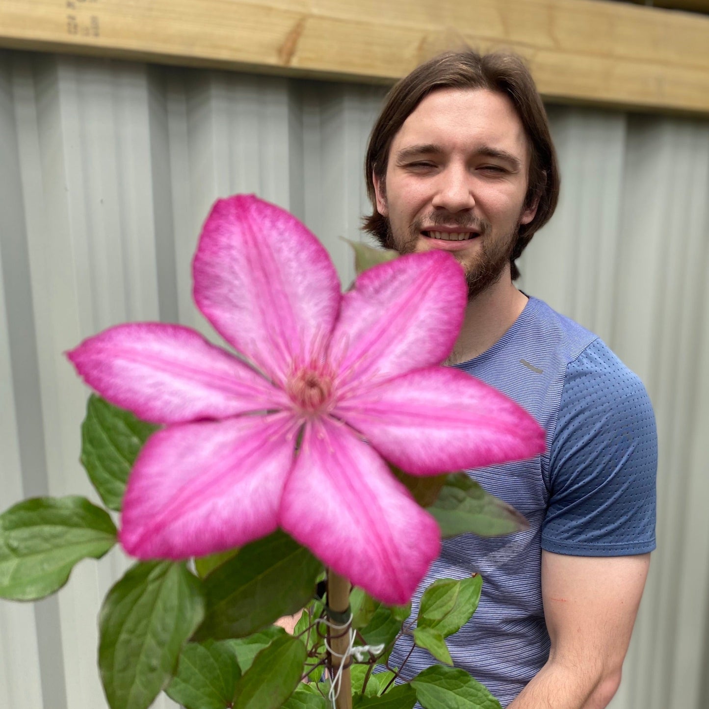 Clematis 'Liberty' 80cm Cane