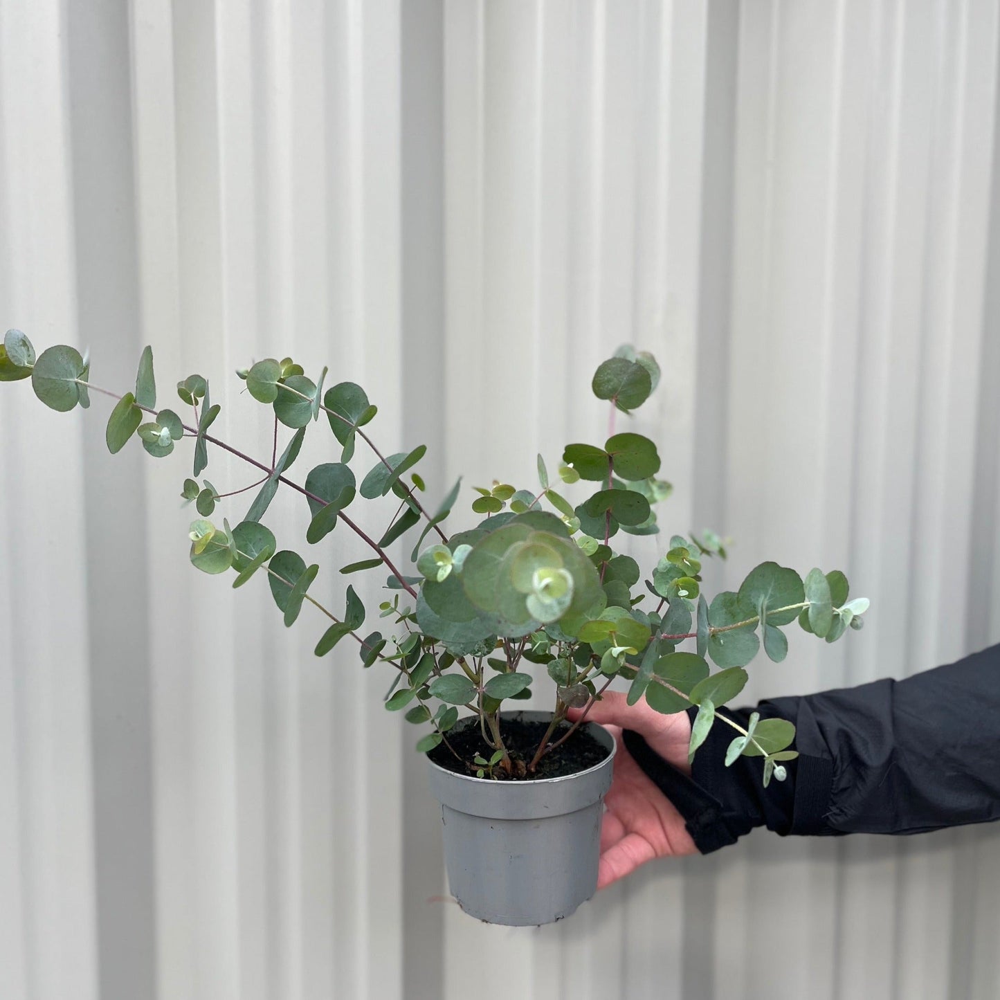 Eucalyptus gunnii Louis 9cm-3L