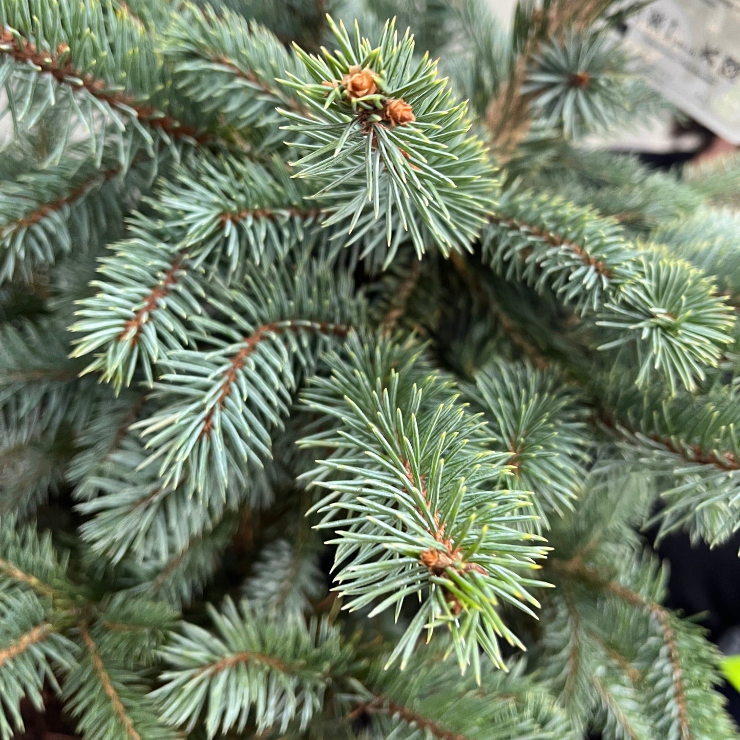 Potgrown Real Christmas Tree | Picea pungens 'Super Blue' | 50-60cm