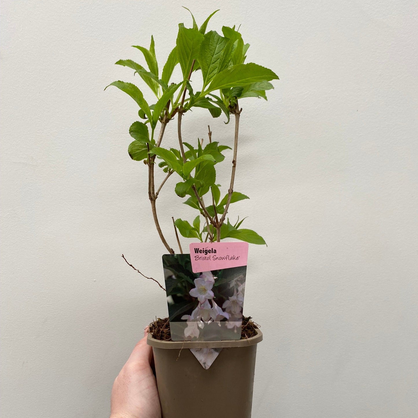 Weigela 'Bristol Snowflake' 1L / 2L