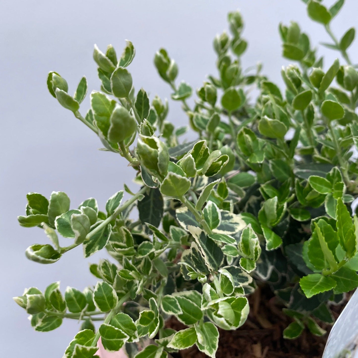 Euonymus fortunei €˜Emerald Gaiety€™ 1L / 5L