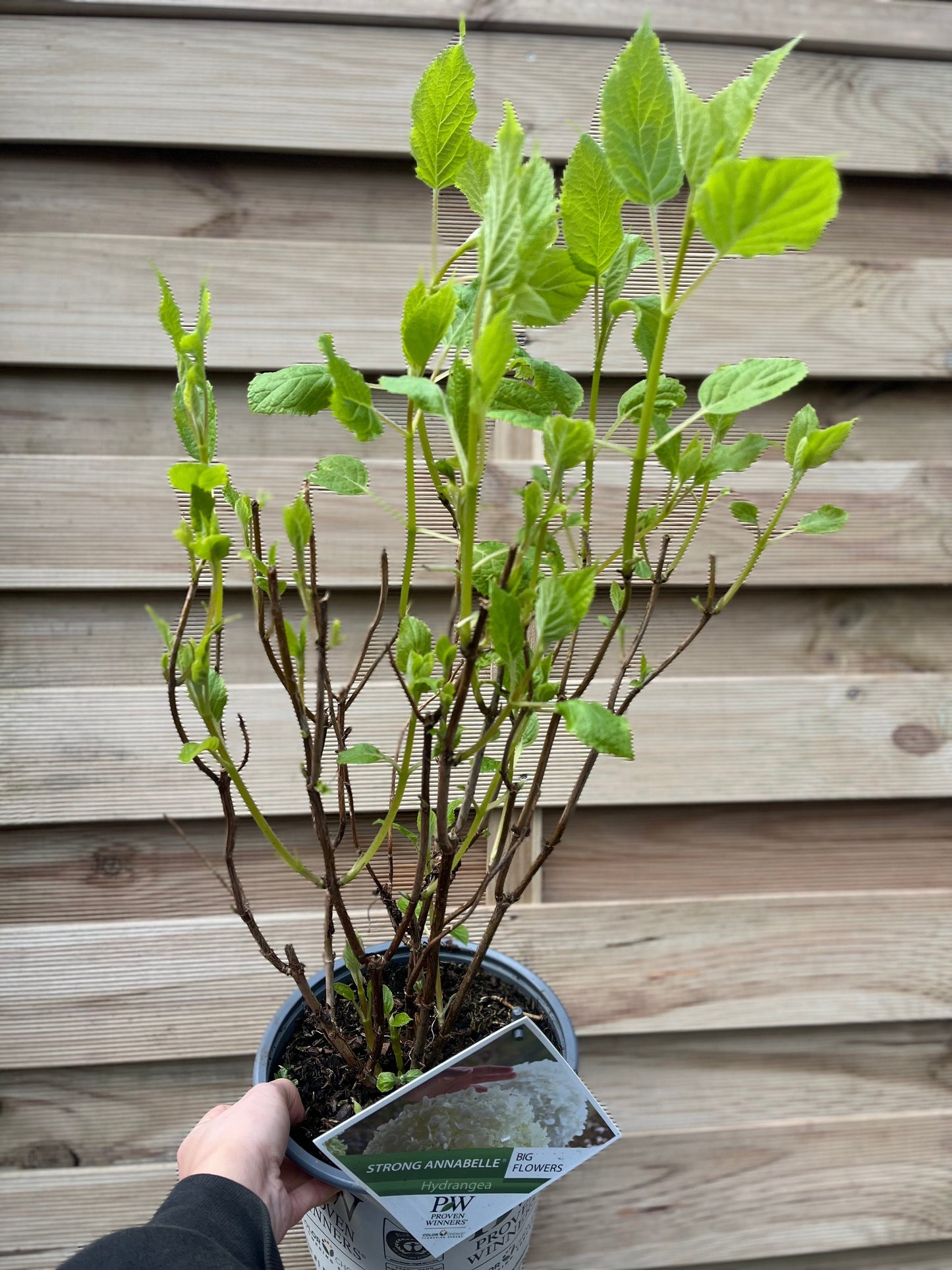 Hydrangea arborescens 'Incrediball' / 'Strong Annabelle' 3L / 5L / 10L