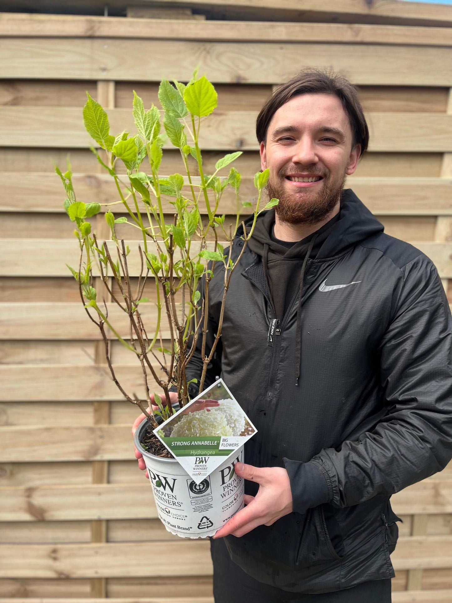 Hydrangea arborescens 'Incrediball' / 'Strong Annabelle' 3L / 5L / 10L