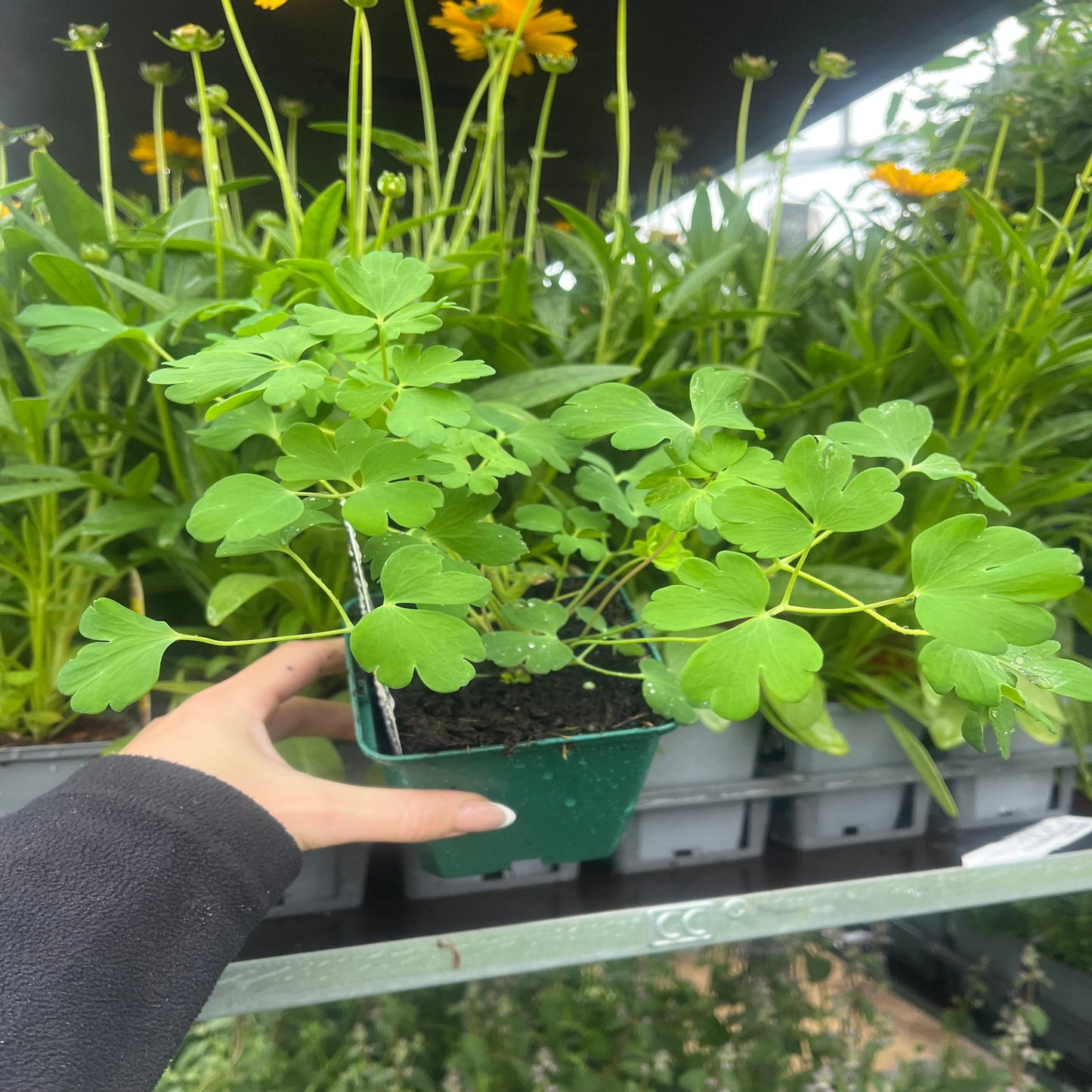 Aquilegia earlybird  Red/Yellow 9cm