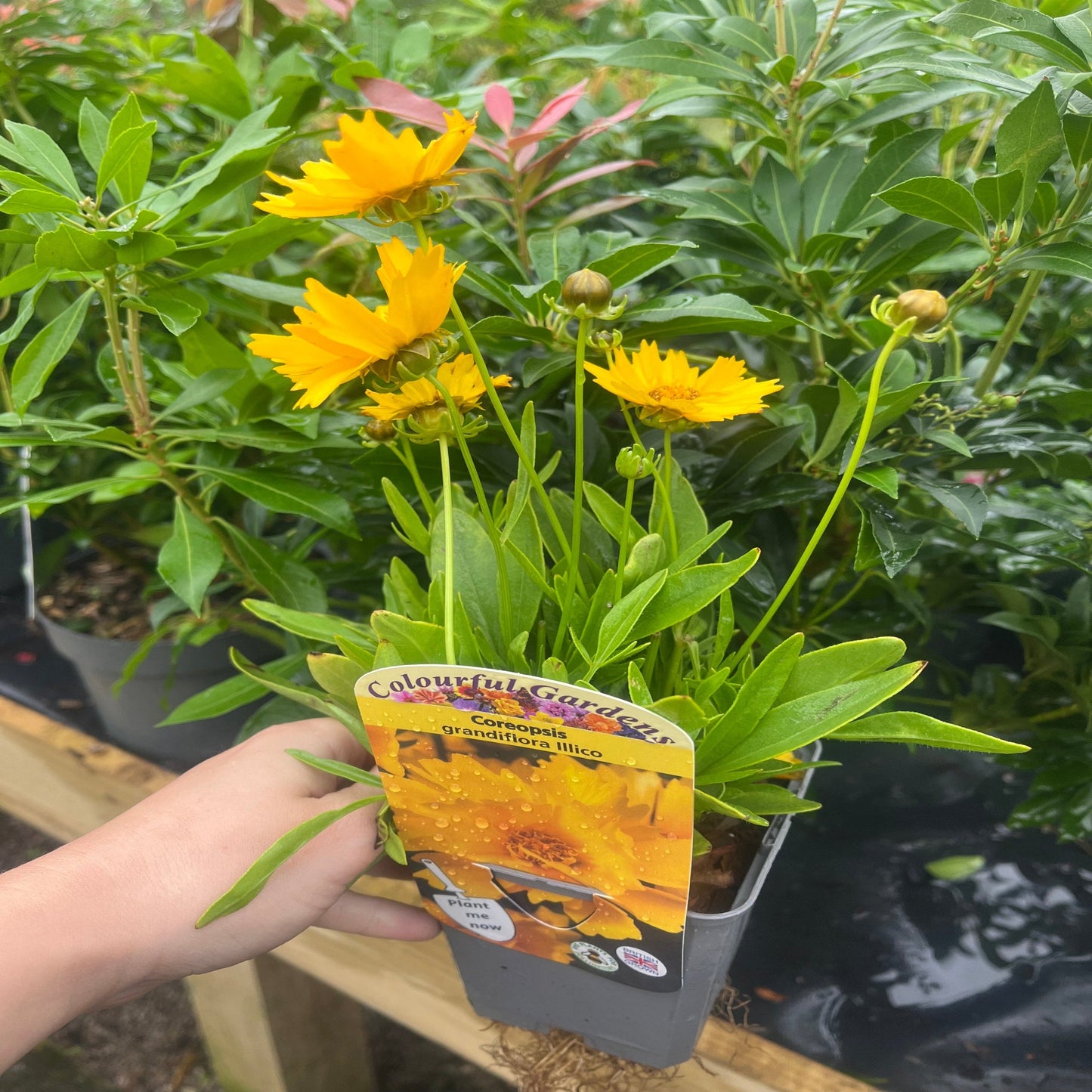 Coreopsis grandiflora 'Illico' 9cm/1.5L