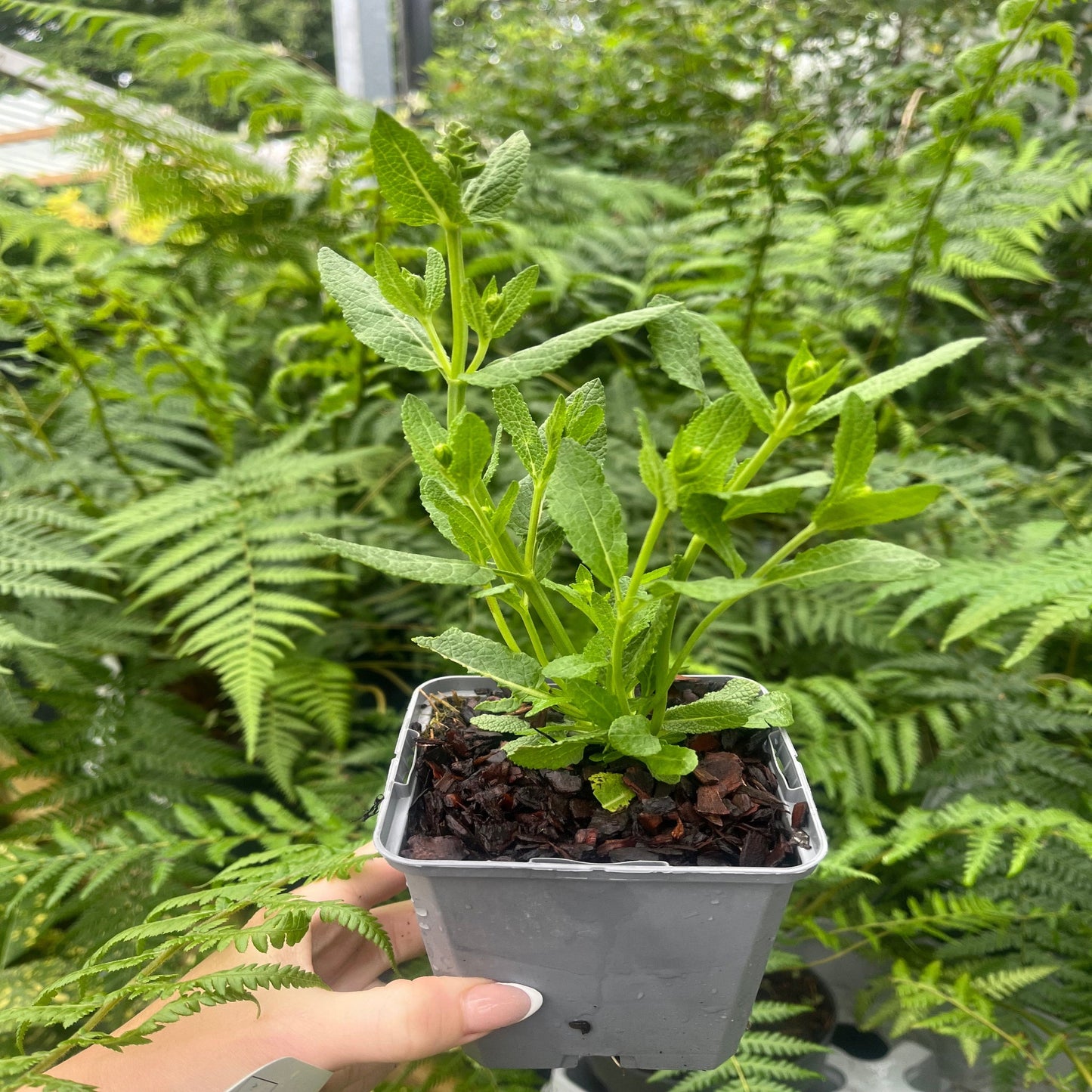 Salvia nemorosa 'Synchro White' 9cm/1.5L/2L