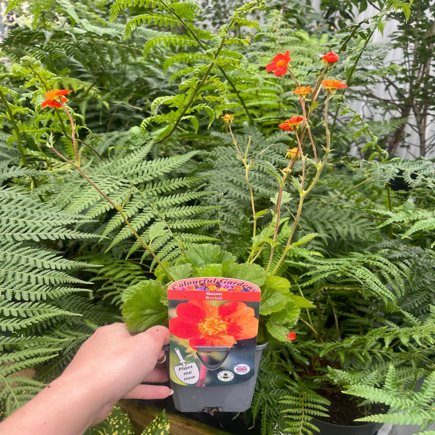 Geum Borisii 9cm
