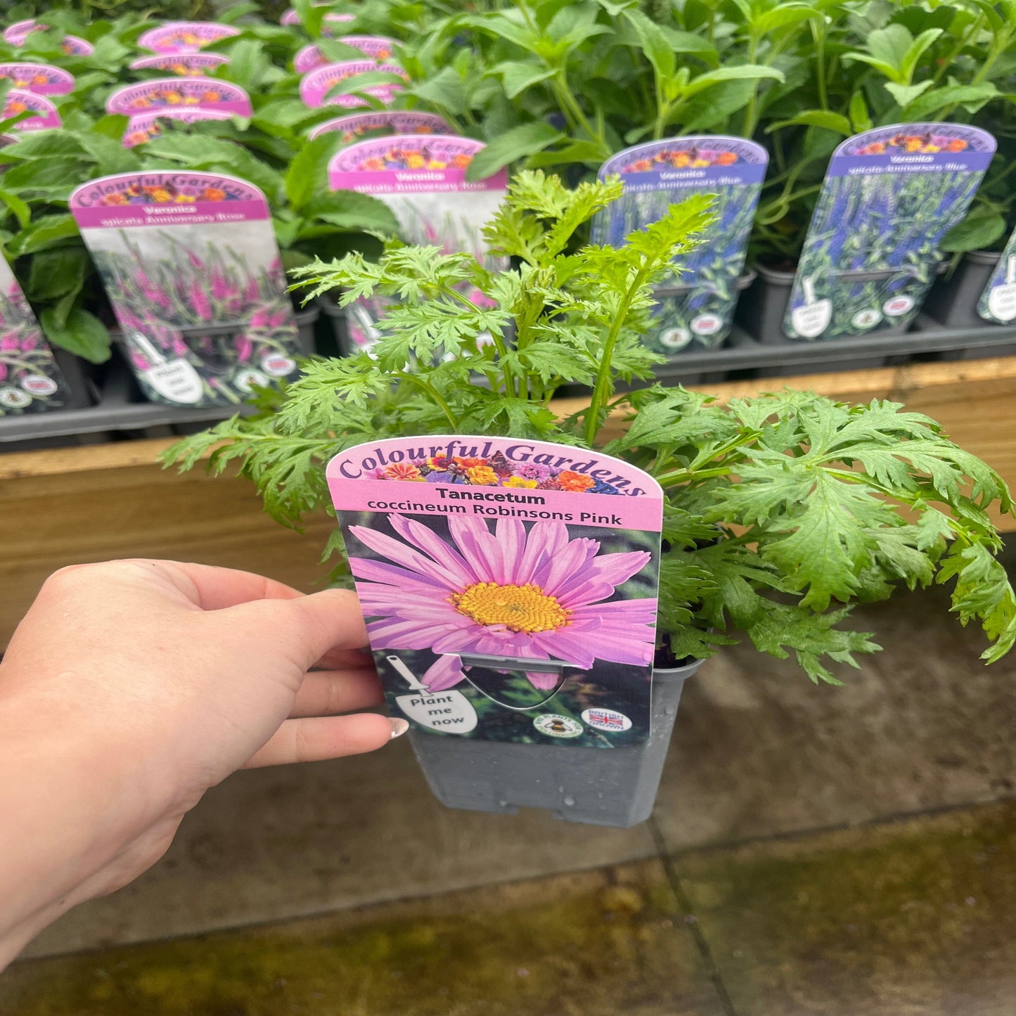 Tanacetum coccineum 'Robinson's Pink' 9cm