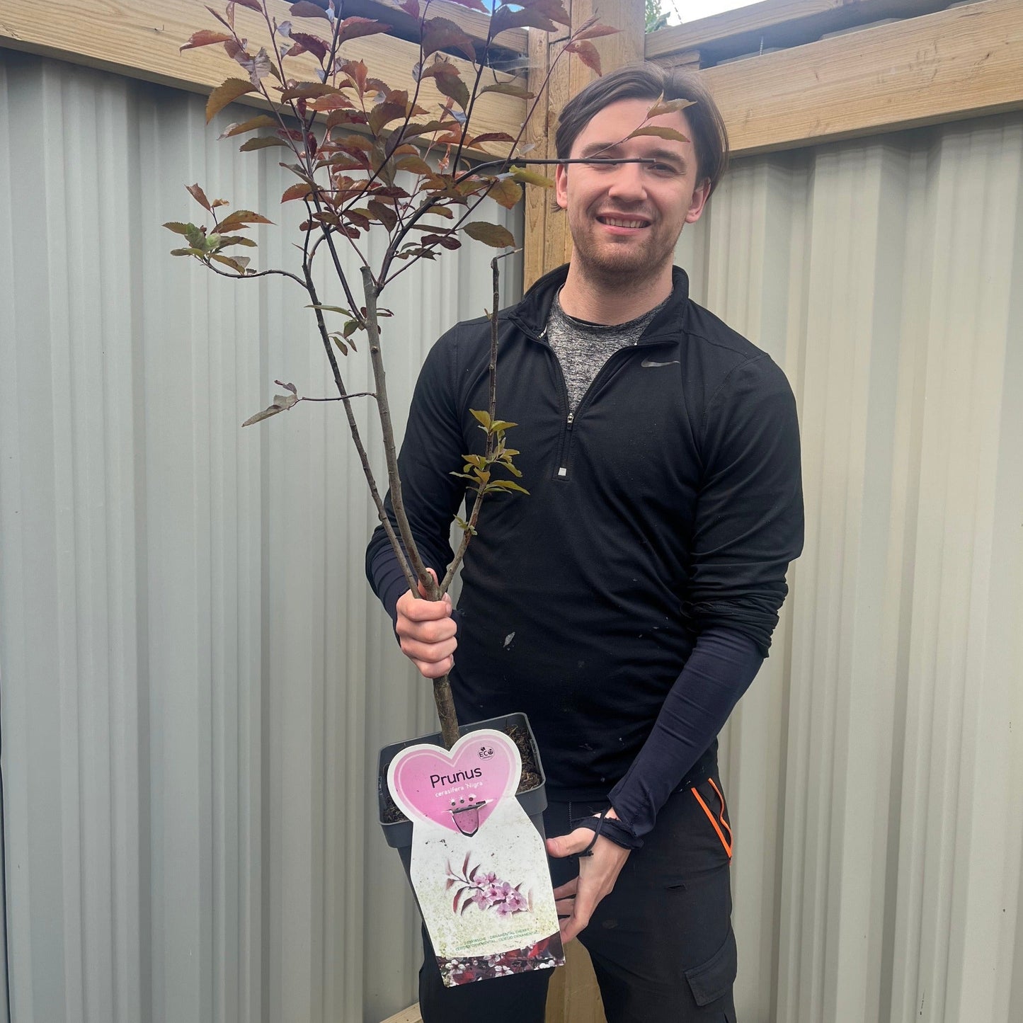 Ornamental Flowering Cherry Blossom Tree Dwarf - Prunus cerasifera €˜Nigra€™ 80-100cm