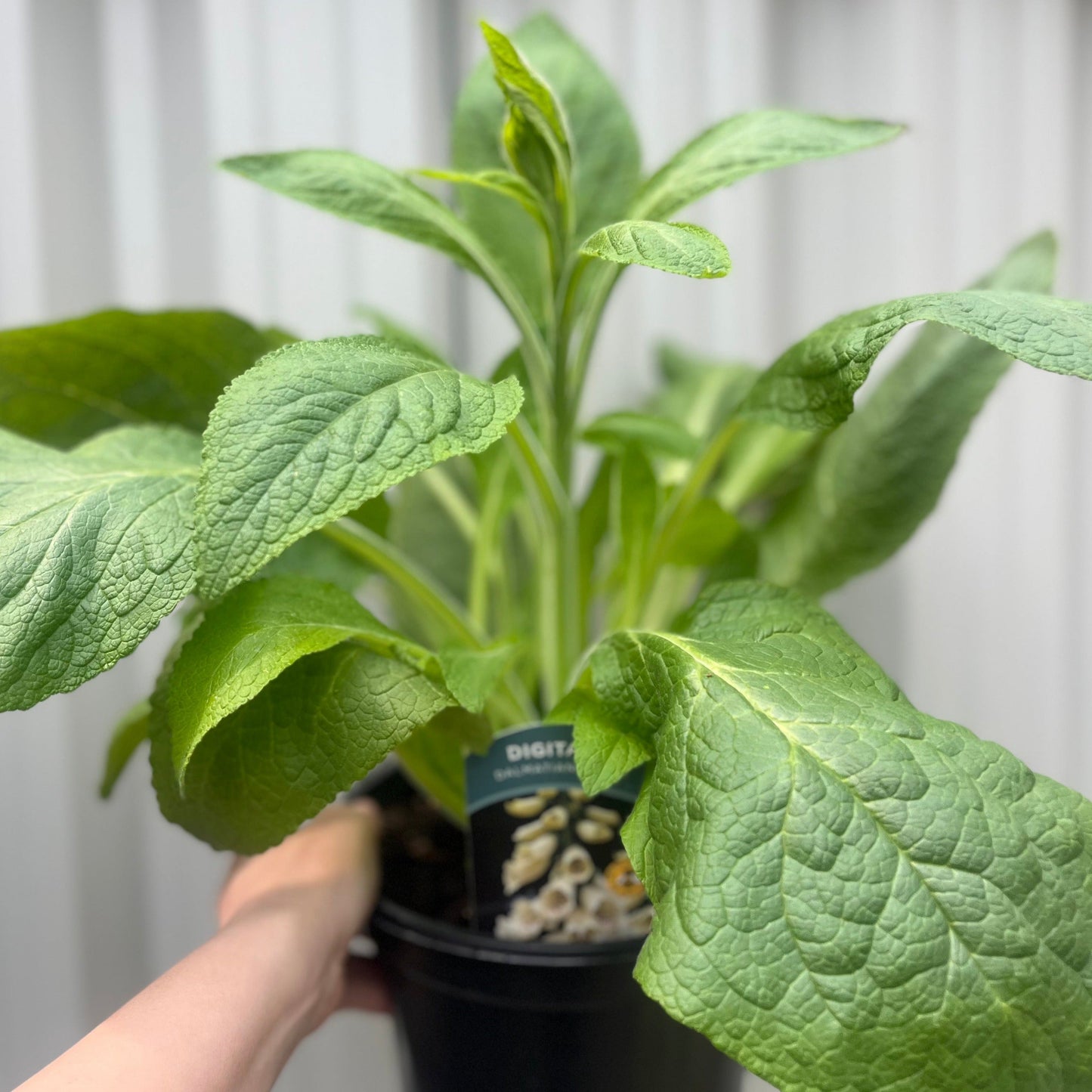 Digitalis 'Dalmatian Cream' (Foxglove) 1.5/3L