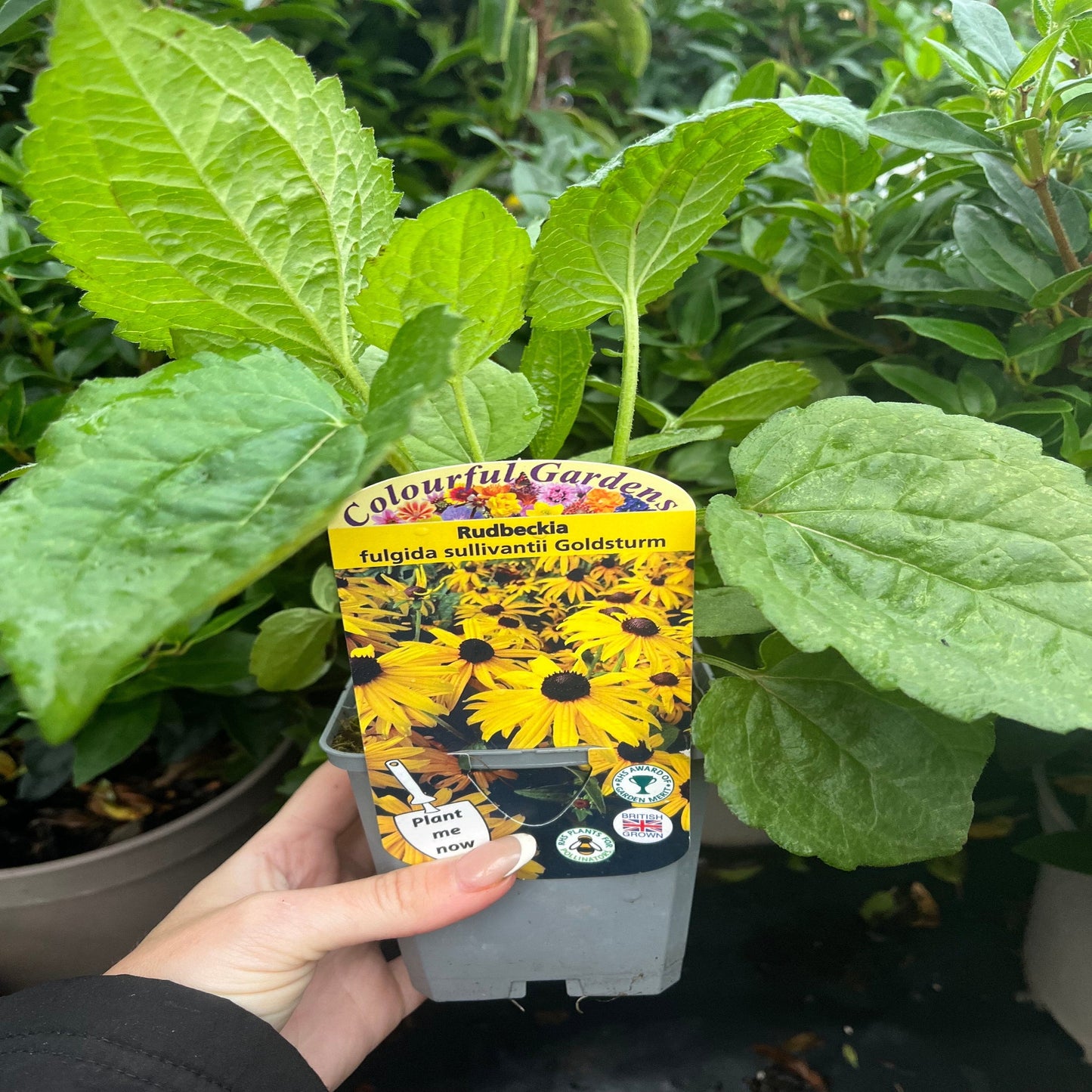 Rudbeckia fulgida Goldstrum 9cm-2L